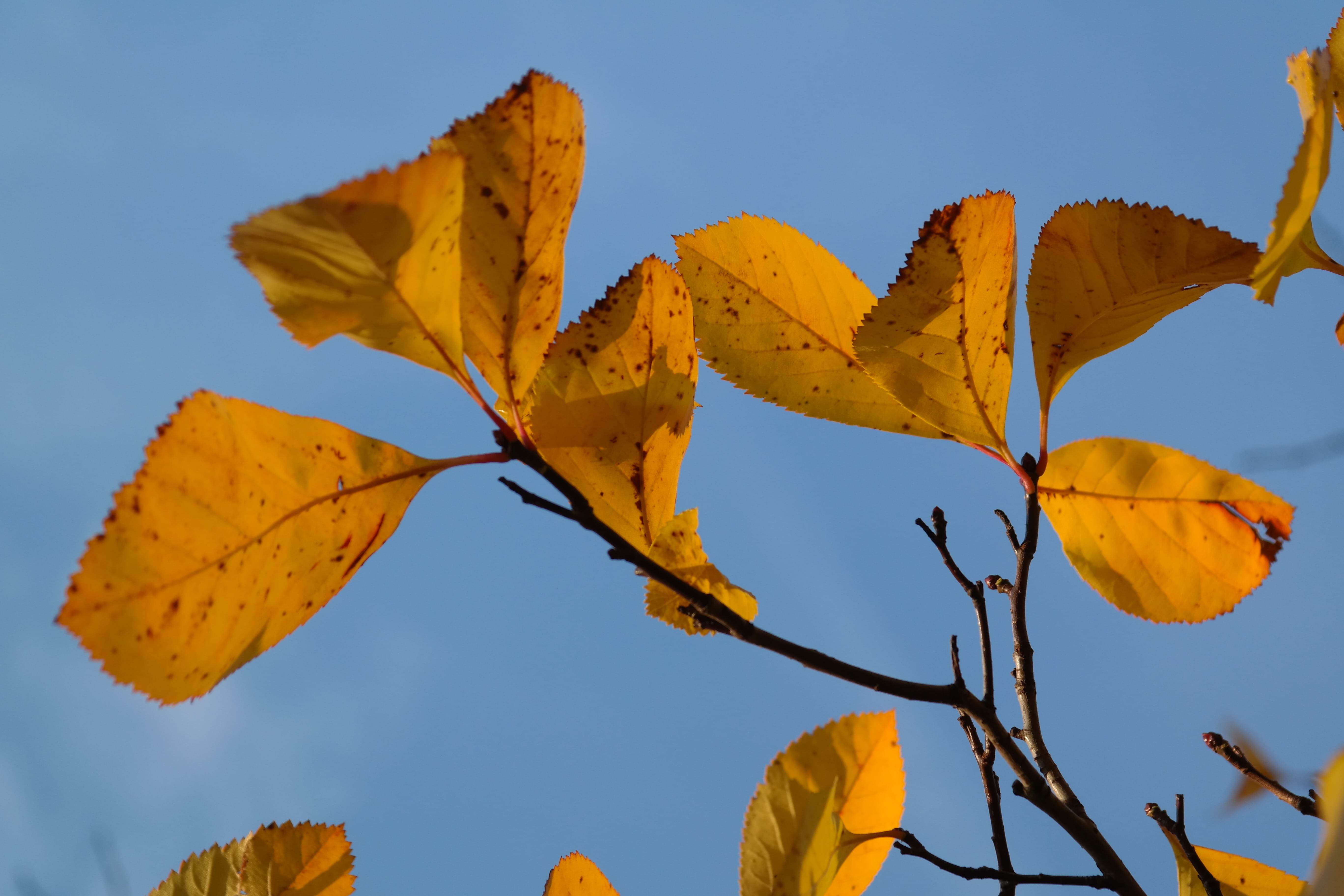 grove, leaf, Autumn, plant, autumn, low angle view, bush, home remedy plant, outdoors, colors, crataegus crus weißdorn, kernobstgewaechs, fall, sunlight, HD Wallpaper