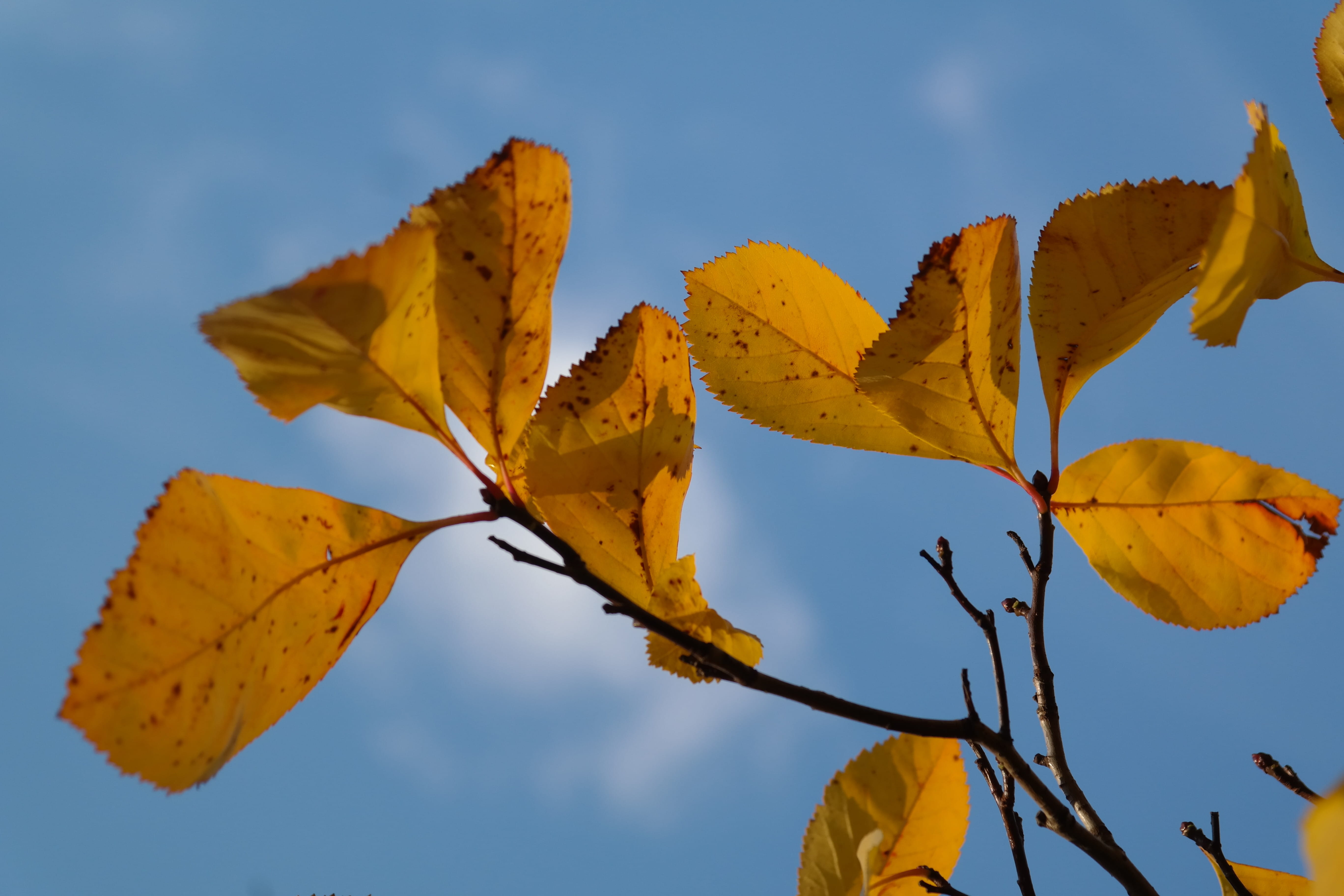 leather leaf weißdorn, sunlight, Autumn, no People, thorn apple, close-up, maple leaf, tree, sky, crataegus crus weißdorn, coloring, rose greenhouse, home remedy plant, HD Wallpaper