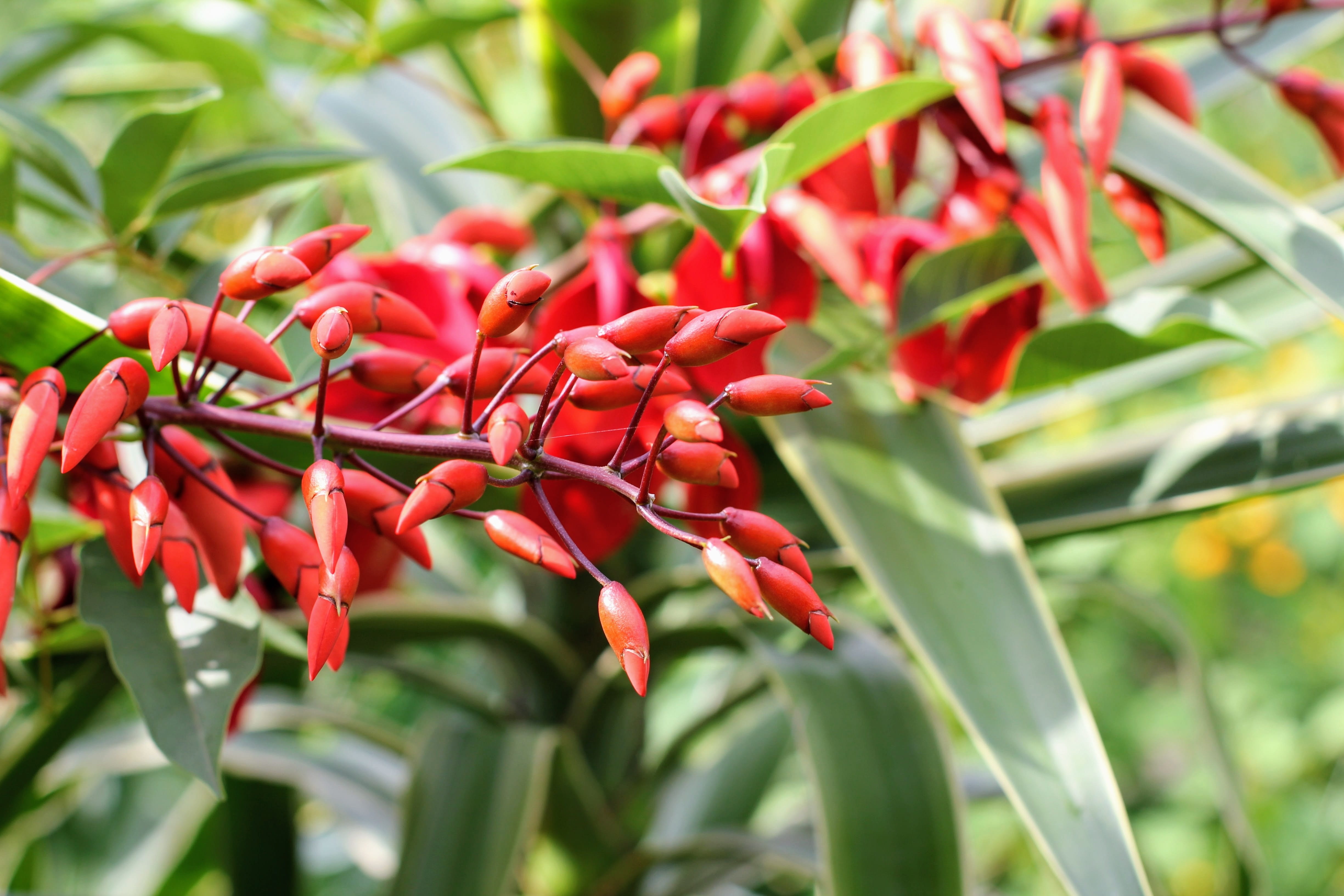 food, chili pepper, plant, blossom, spice, eryrthrina christa-galli, growth, green color, focus on foreground, plant part, freshness, flowering plant, nature, HD Wallpaper