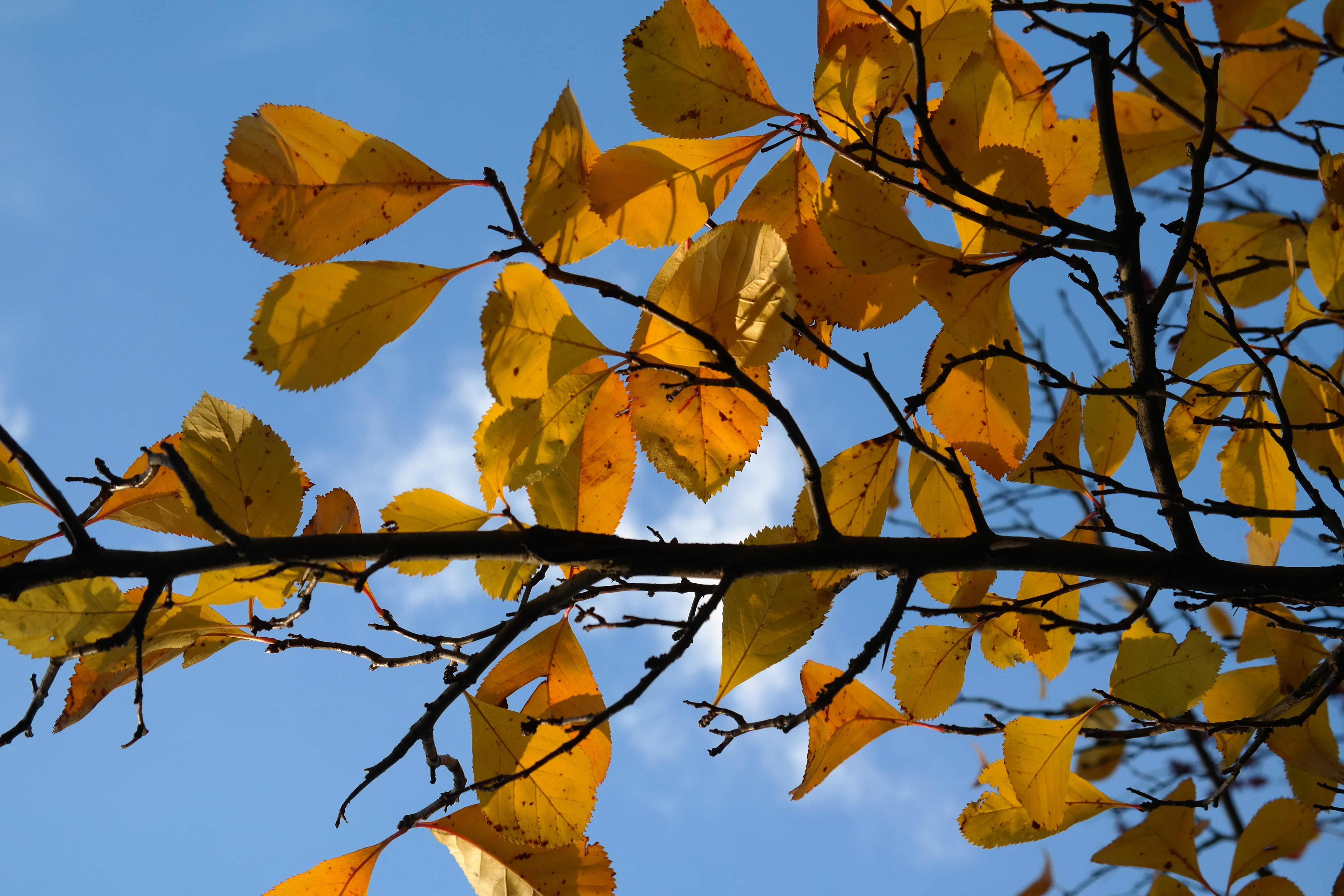 plant, day, thorn apple, growth, grove, fall foliage, autumn, sky, change, leather leaf weißdorn, clear sky, yellow, no people, branch, kernobstgewaechs, HD Wallpaper