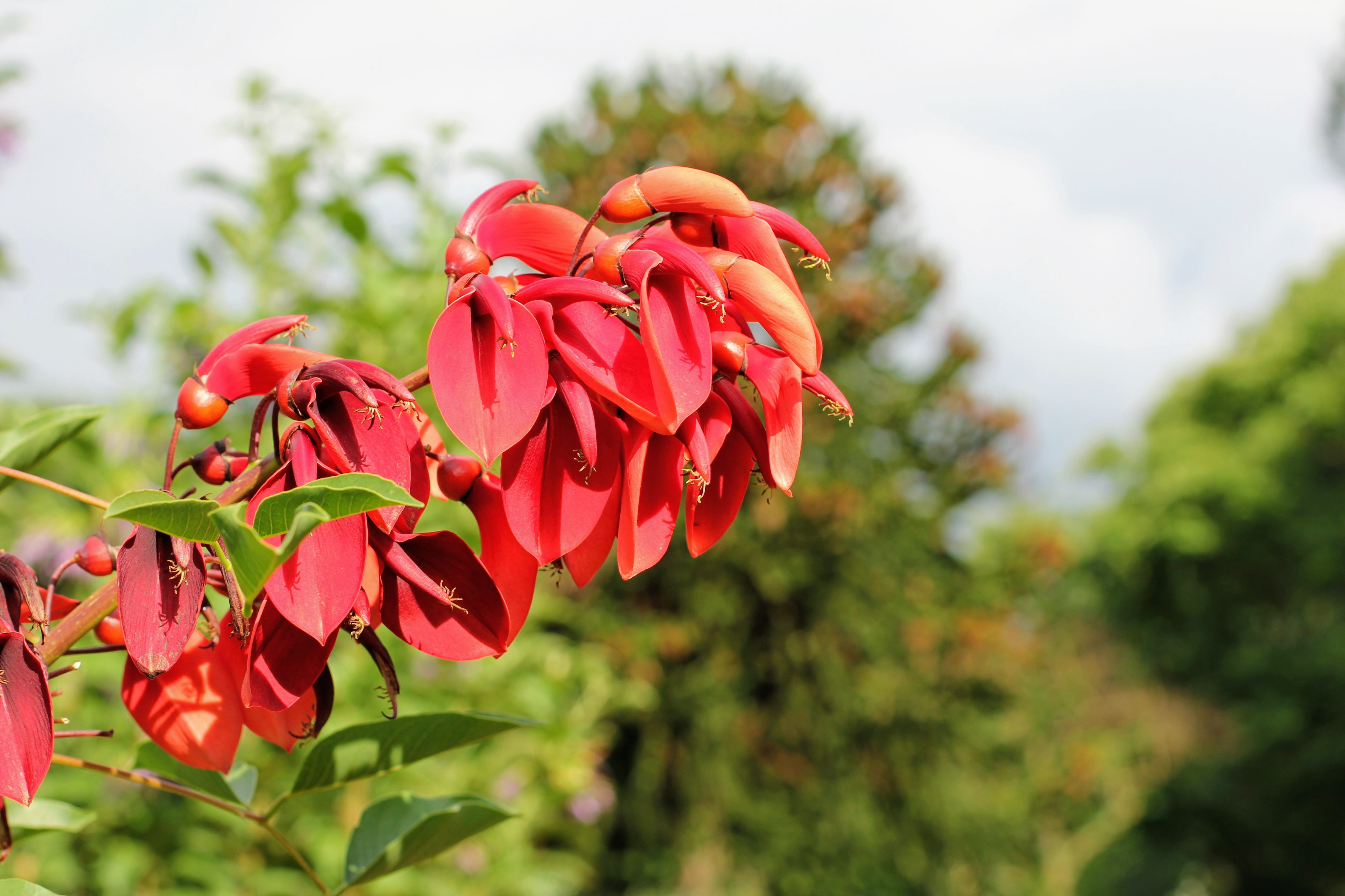 no people, vulnerability, close-up, coral plant, growth, eryrthrina christa-galli, fragility, close up, blossom, leaf, focus on foreground, bloom, nature, HD Wallpaper