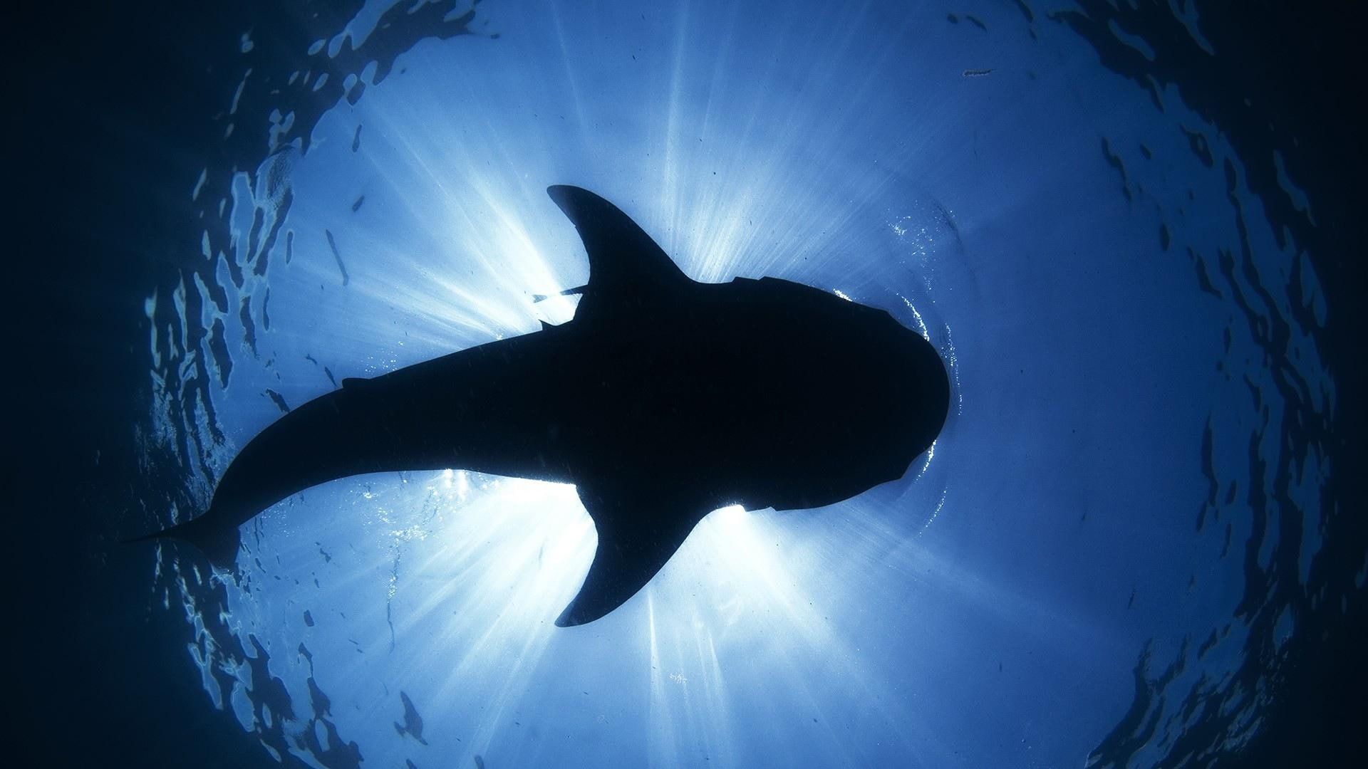 fishes, shark, sea, ocean, desktop, underwater, silhouette, images, 1080P, sunlight, background, HD Wallpaper
