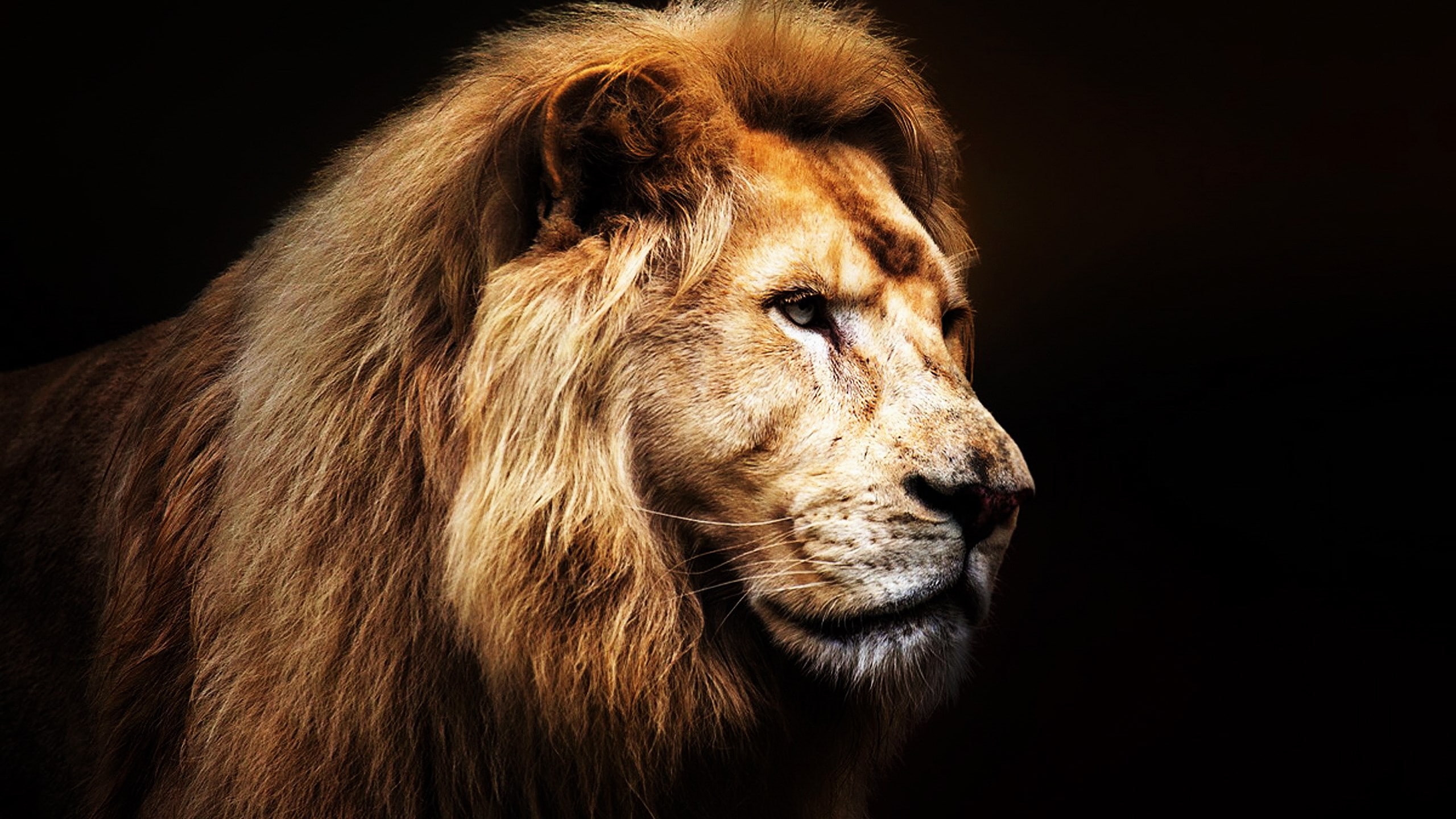 animals in the wild, carnivora, close-up, one animal, 2K, cat, studio shot, profile view, lion - feline, animal wildlife, mammal, no people, looking, animal body part, HD Wallpaper