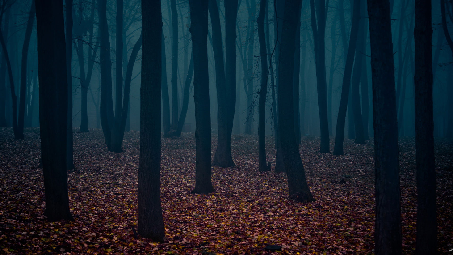 nature, tranquility, scenics - nature, 3,316 16:9 Aspect Ratio s (SFW), autumn, trunk, change, beauty in nature, leaves, tranquil scene, outdoors, falling, HD Wallpaper