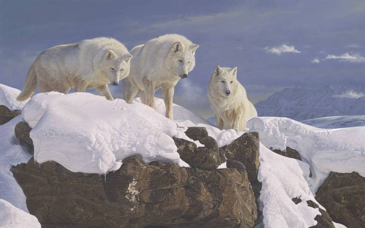 hd, rock, sky, animals, arctic, wolves, alliance, 720P, 3 wolves, white, snow, HD Wallpaper