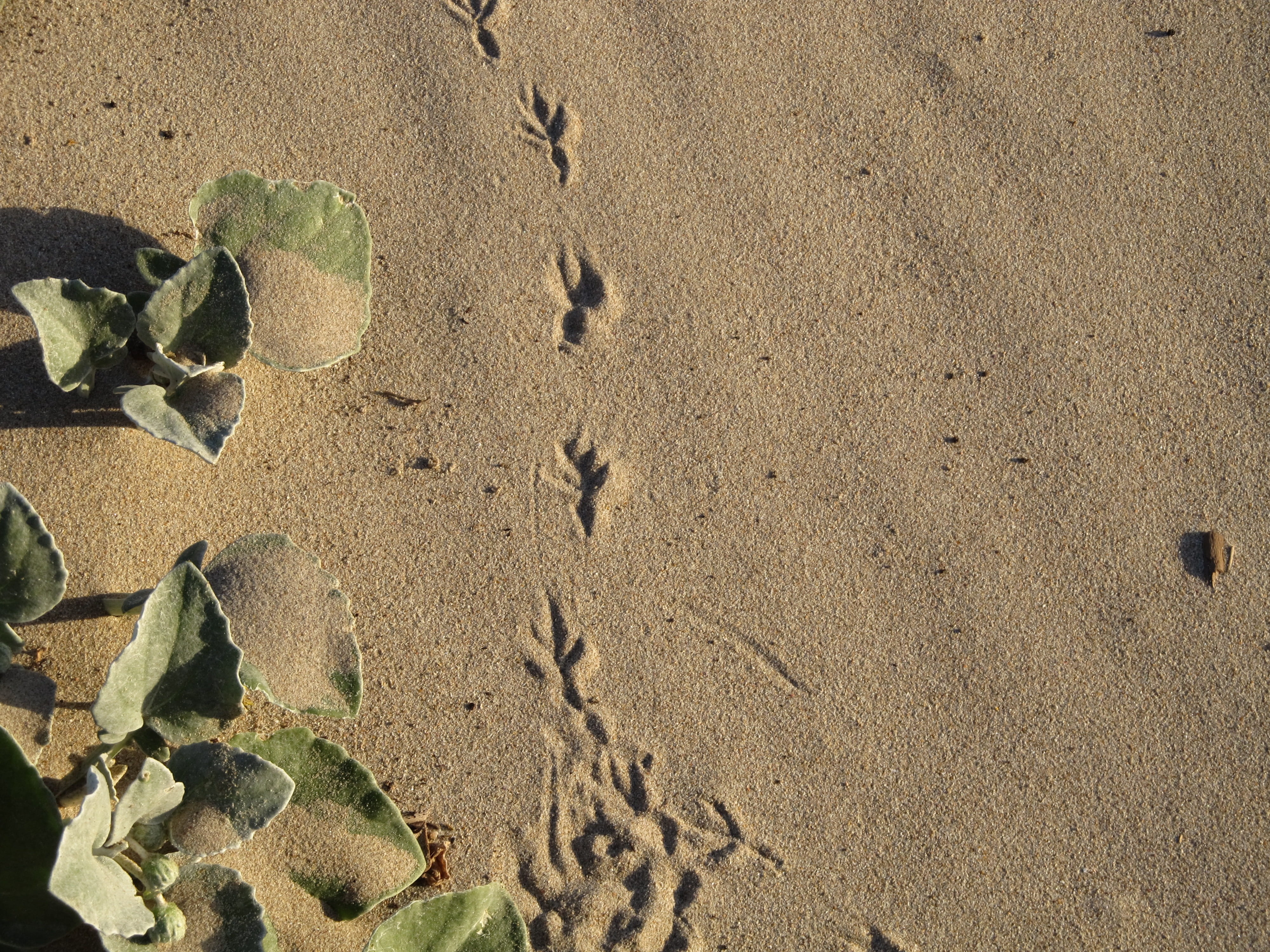 pattern, paw print, Bird, plant, nature, Marks, land, beauty in nature, leaf, pebble, track, plant part, directly above, beach, Footprint, no people, Trail, HD Wallpaper