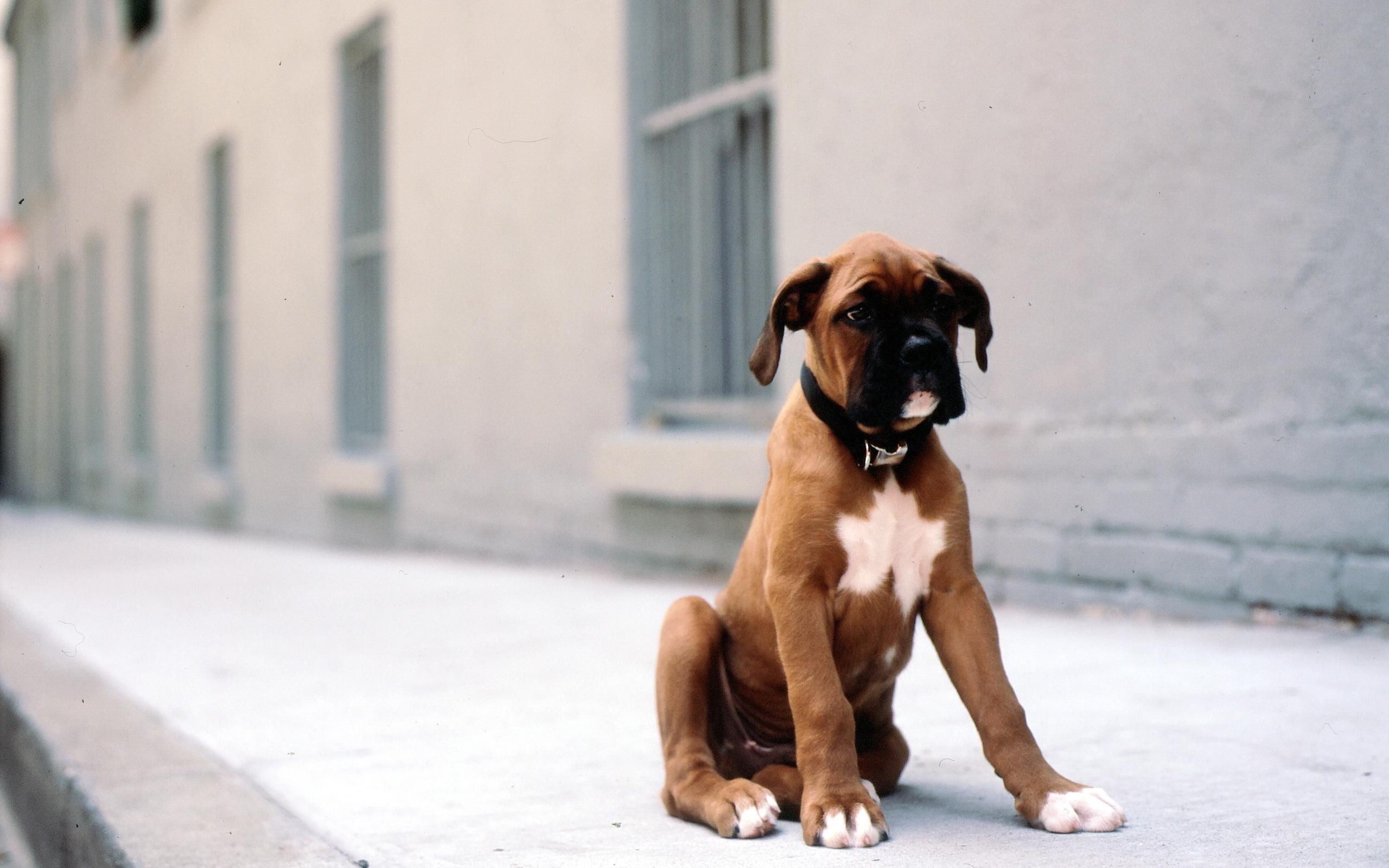 cute, animals, puppy, legs, want, boxer, loveable, buddy, beautiful, 2K, HD Wallpaper