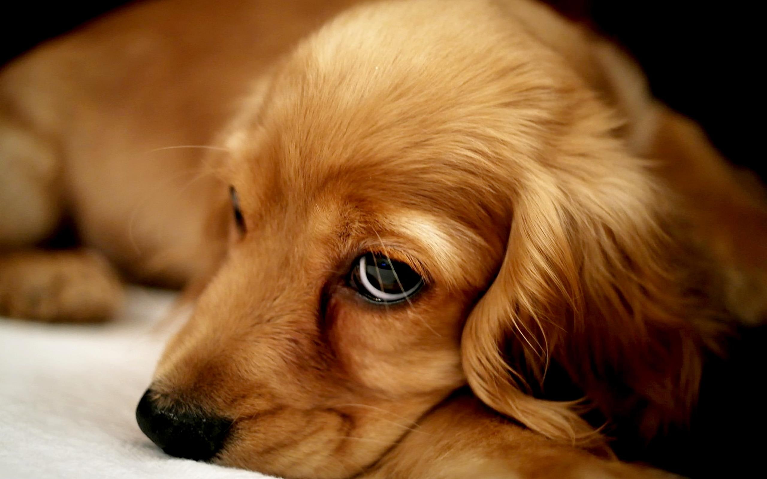buddy, 2K, animals, loyal, cool, beauty, animal, HD Wallpaper