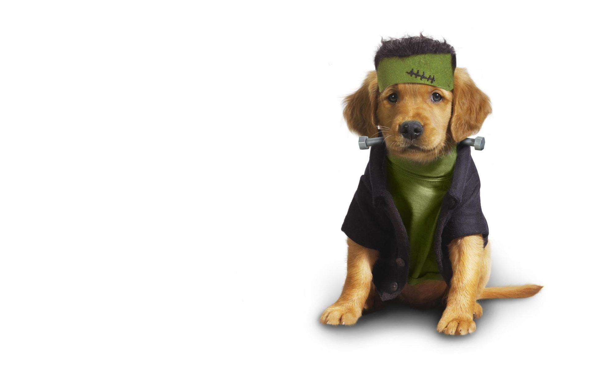 puppy, animals, dog, style, buddy, 1080P, labrador, retriever, golden, HD Wallpaper