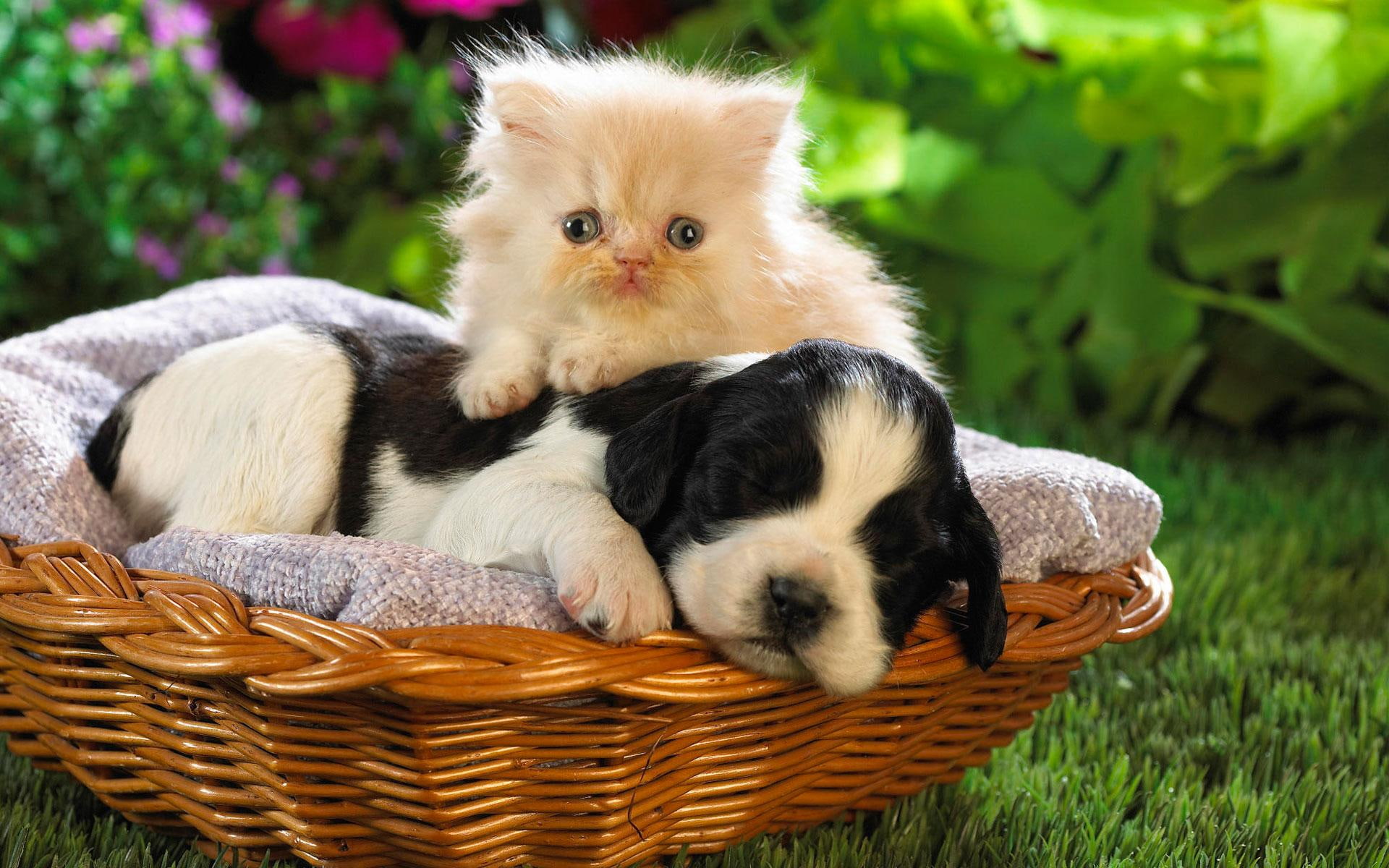 cute, buddies, cute animals, basket, 1080P, HD Wallpaper