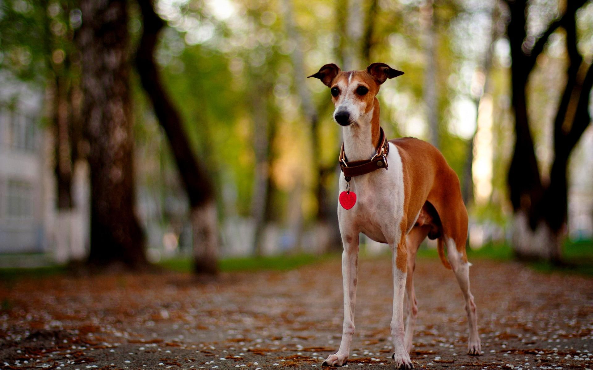 buddy, protector, 1080P, friend, hsome, guardian, animals, boy, HD Wallpaper