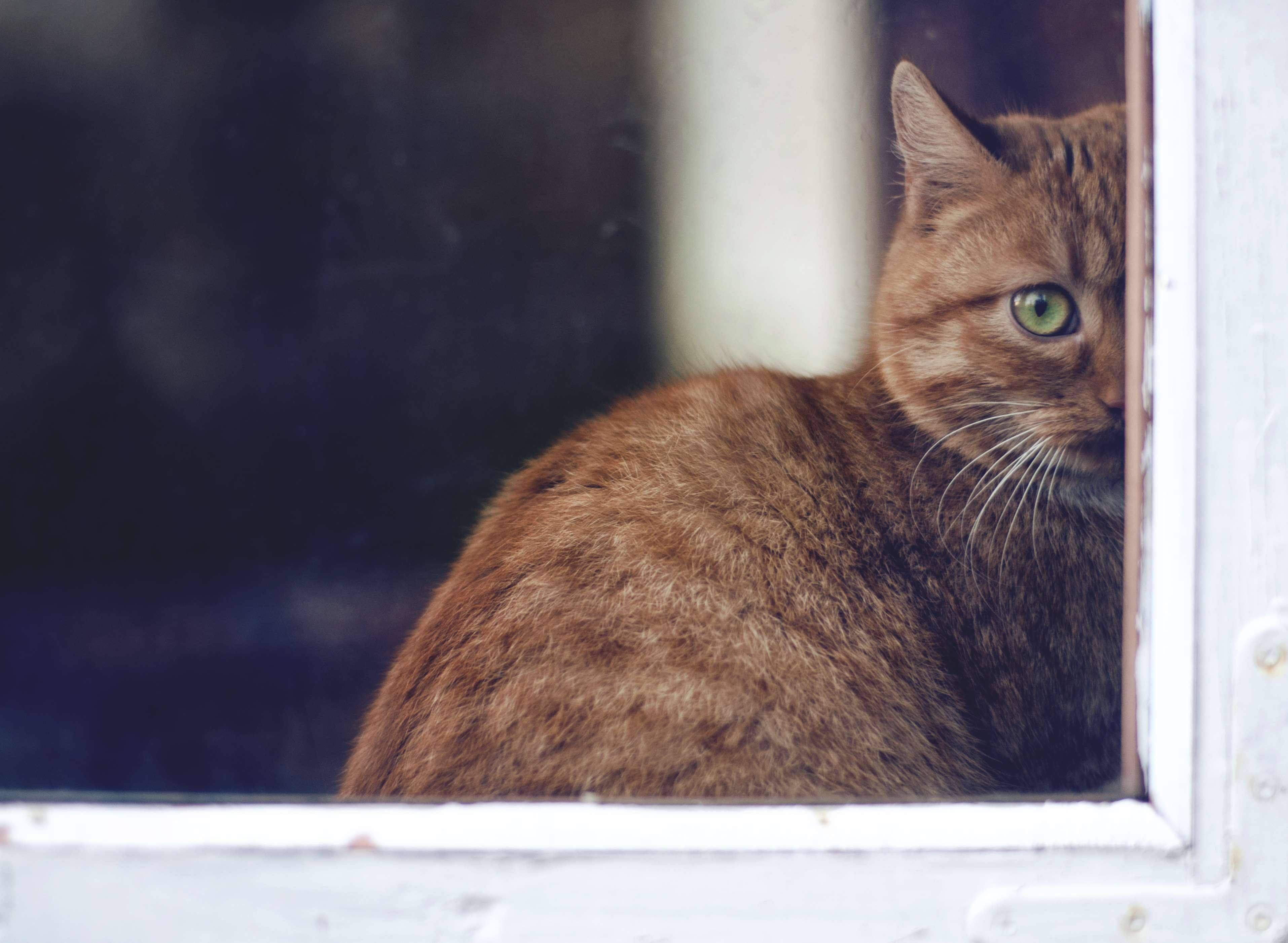 one animal, animal eye, no people, portrait, kitten, pets, cat, red, close-up, 2K, friend, domestic, buddy, vertebrate, glass - material, look, staring, HD Wallpaper