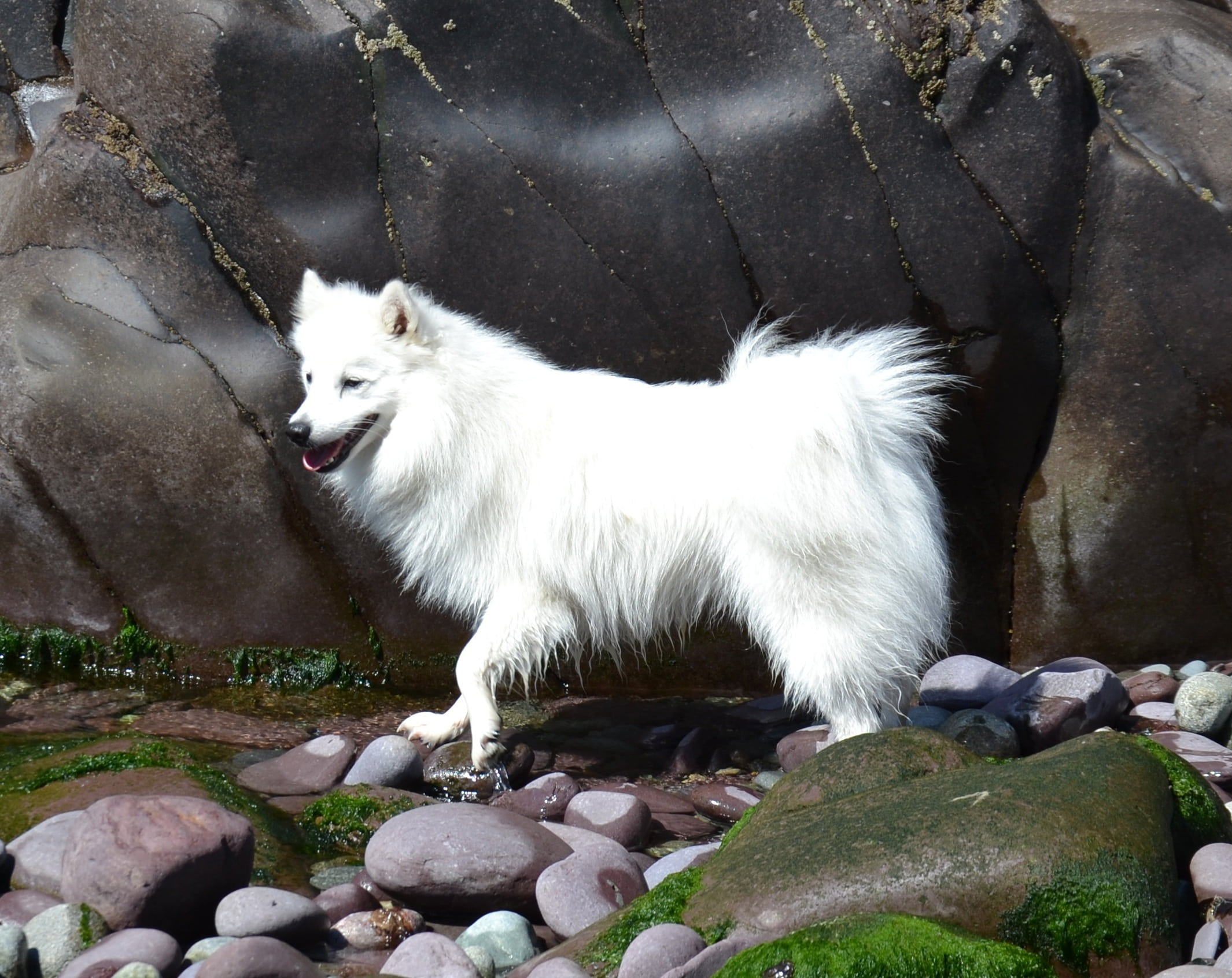 white, no people, mouth open, portrait, companion, friendship, domestic, happy, side view, young, one animal, stone - object, mammal, water, domestic animals, HD Wallpaper