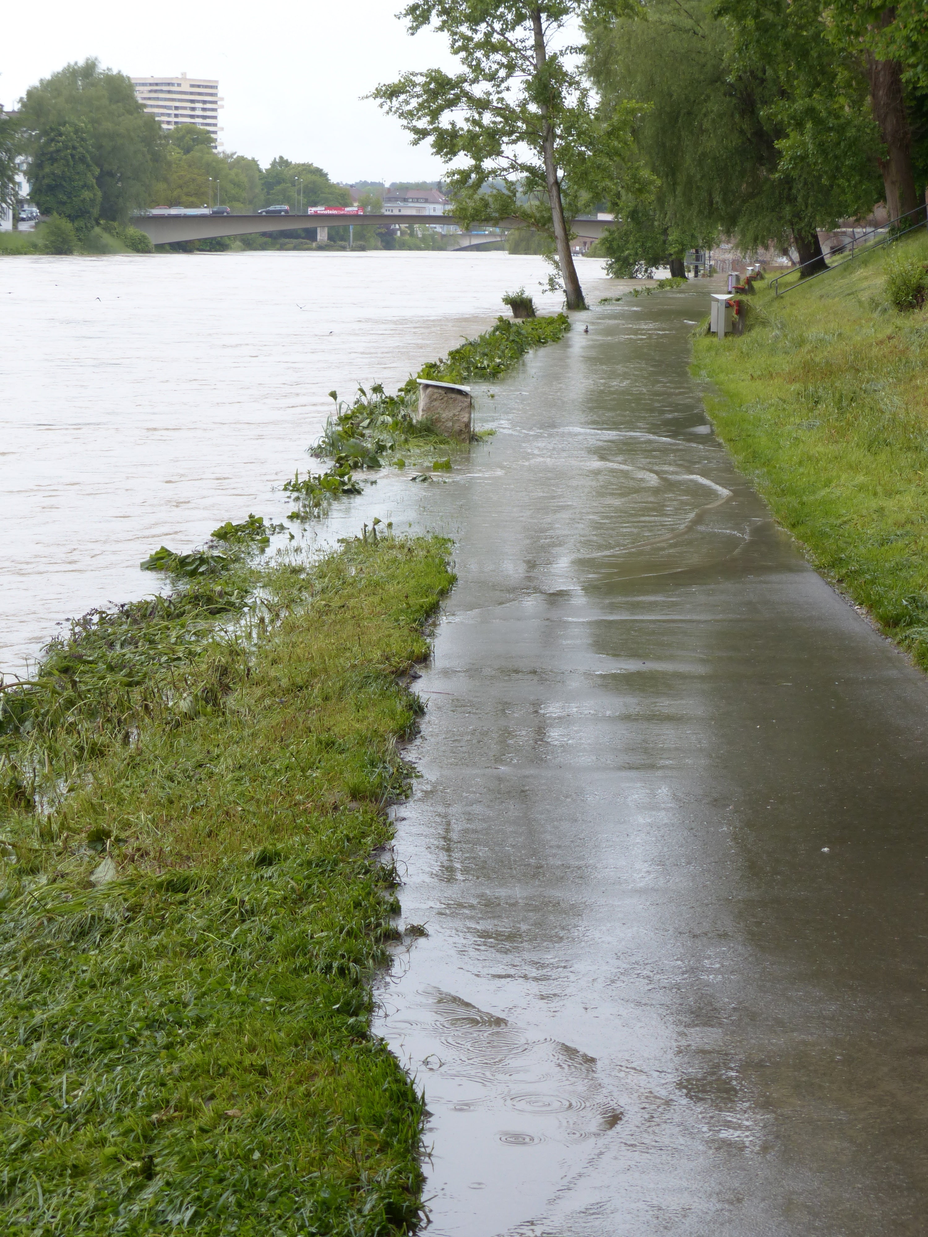 plant, land, disaster, civil protection, rainy weather, cloudiness, footpath, growth, outdoors, flood of the century, slurry, river, danube, concrete, beauty in nature, Phone HD Wallpaper