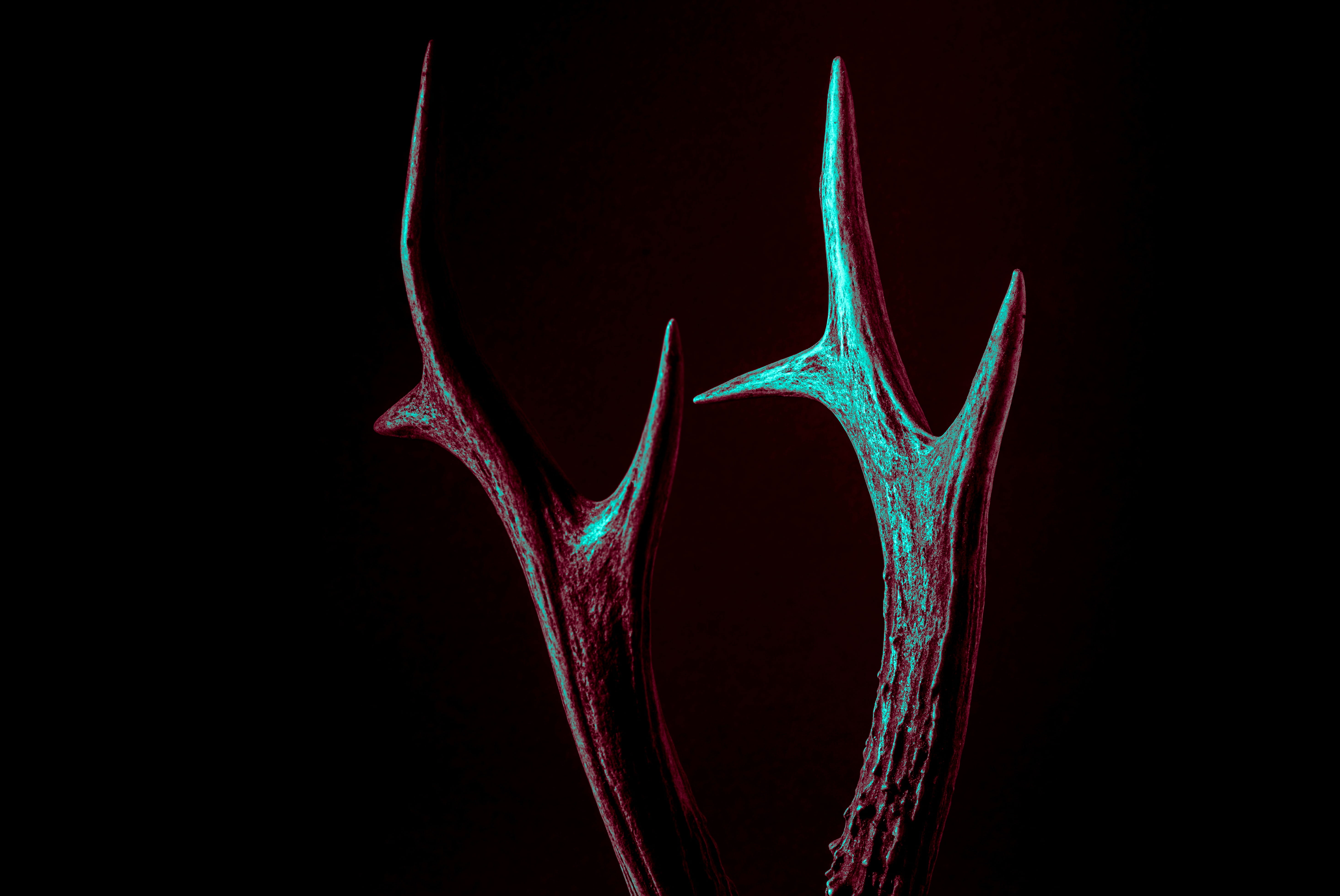 beige, antler, motion, bone, colored background, mri scan, human body part, red, black background, people, x-ray image, sharp, shape, tomography, hospital, HD Wallpaper