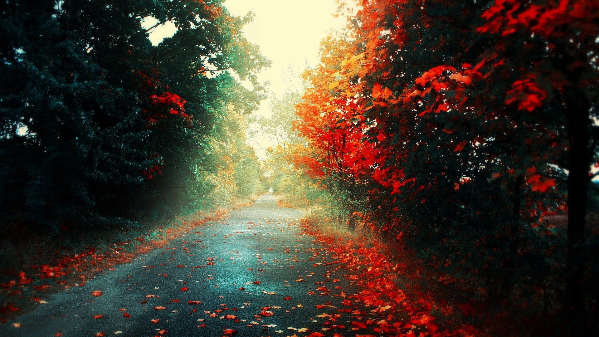 road, 1080P, leaves, light, 4K, trees, 1920x1080, autumn, hd wallpers, background, HD Wallpaper