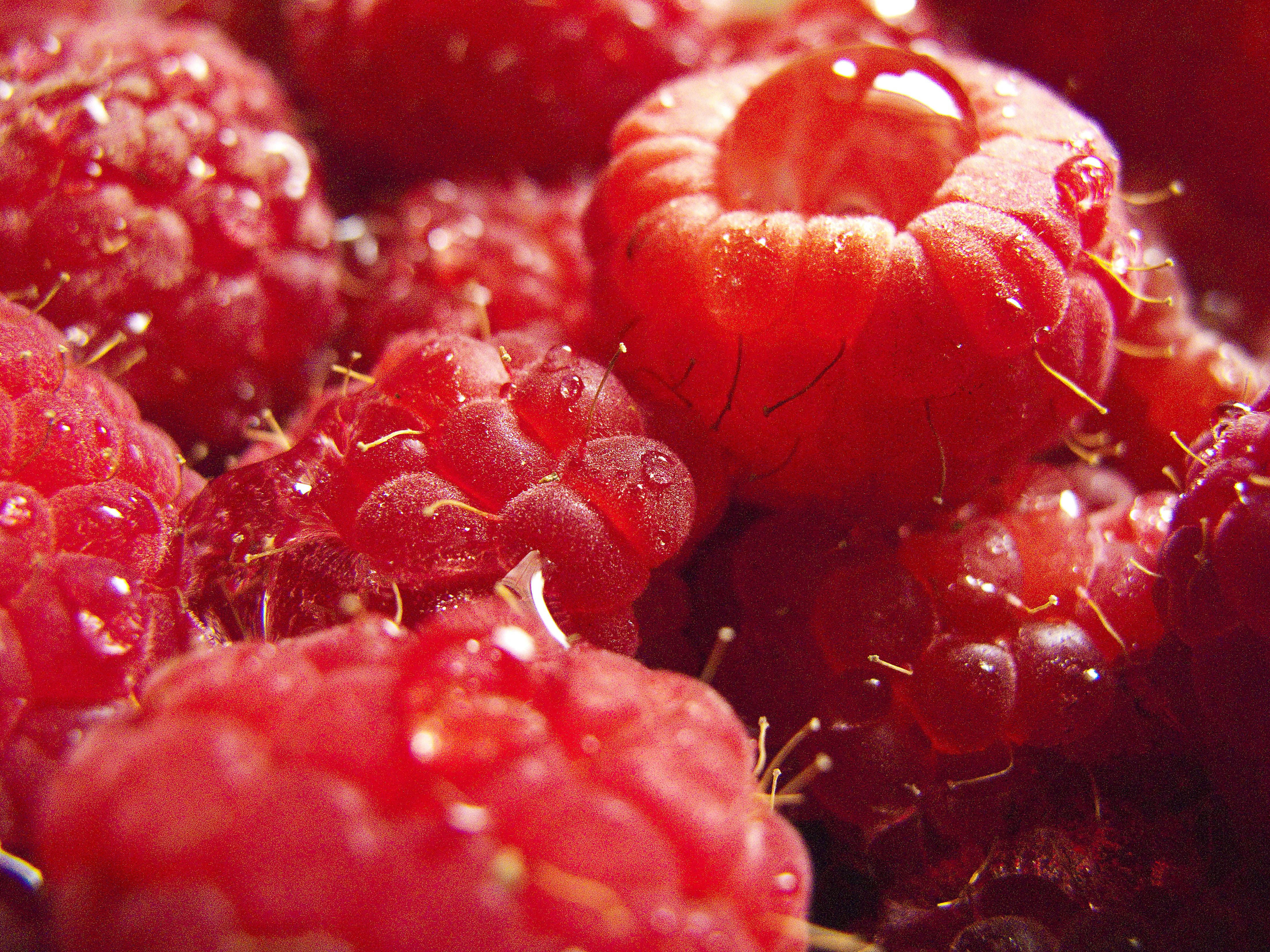 summer, freshness, summertime, Creative  Commons  attribution  license, organic, drops, red  fruit, Wet, food, summer  time, red, ripe, closeup, refreshment, HD Wallpaper