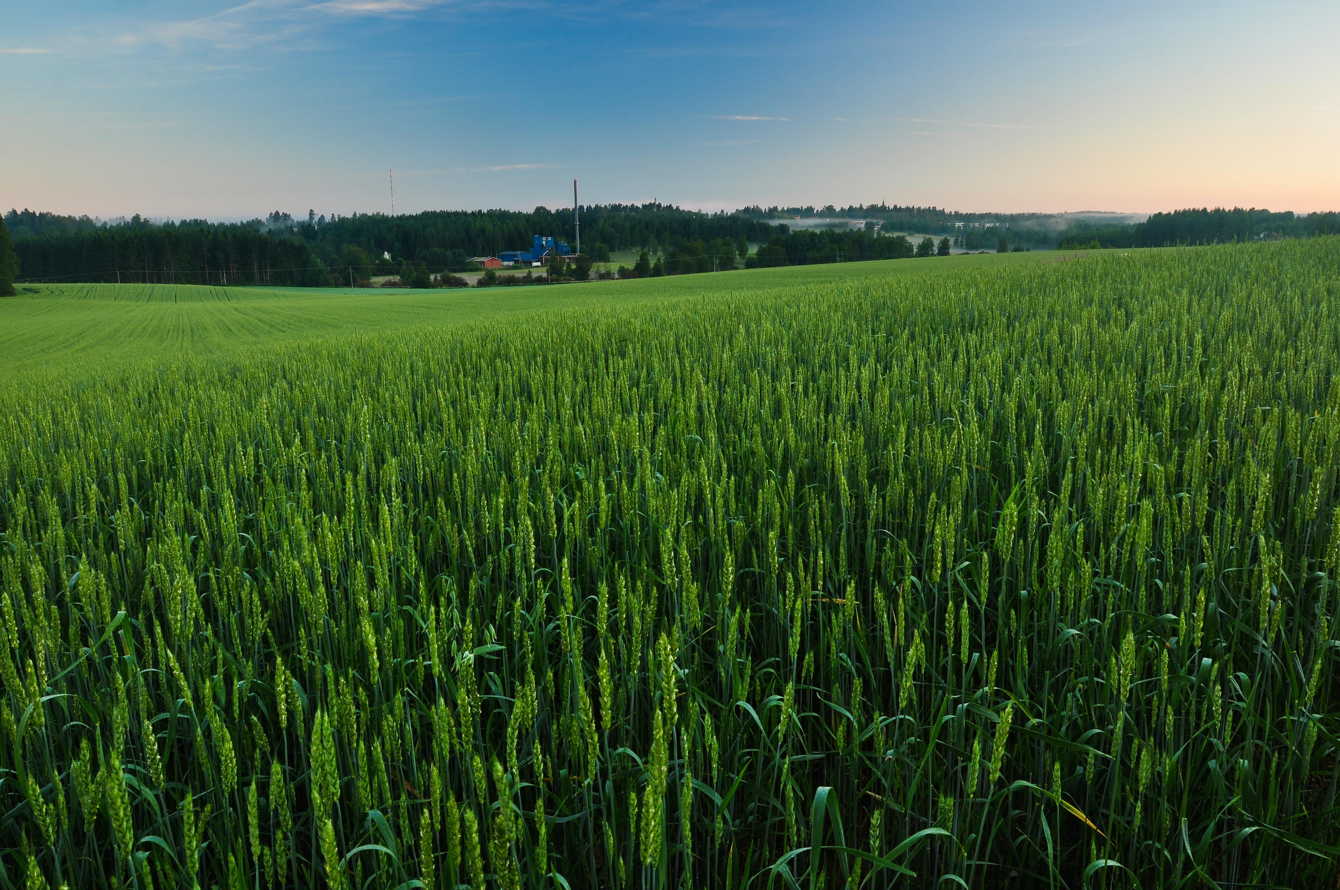 green wheat, nature, polarizing filter, full sized, frame, outdoors, Summer, green, royalty, rural Scene, Europe, Finland, wheat field, Pirkanmaa, Nikon  D5000, HD Wallpaper