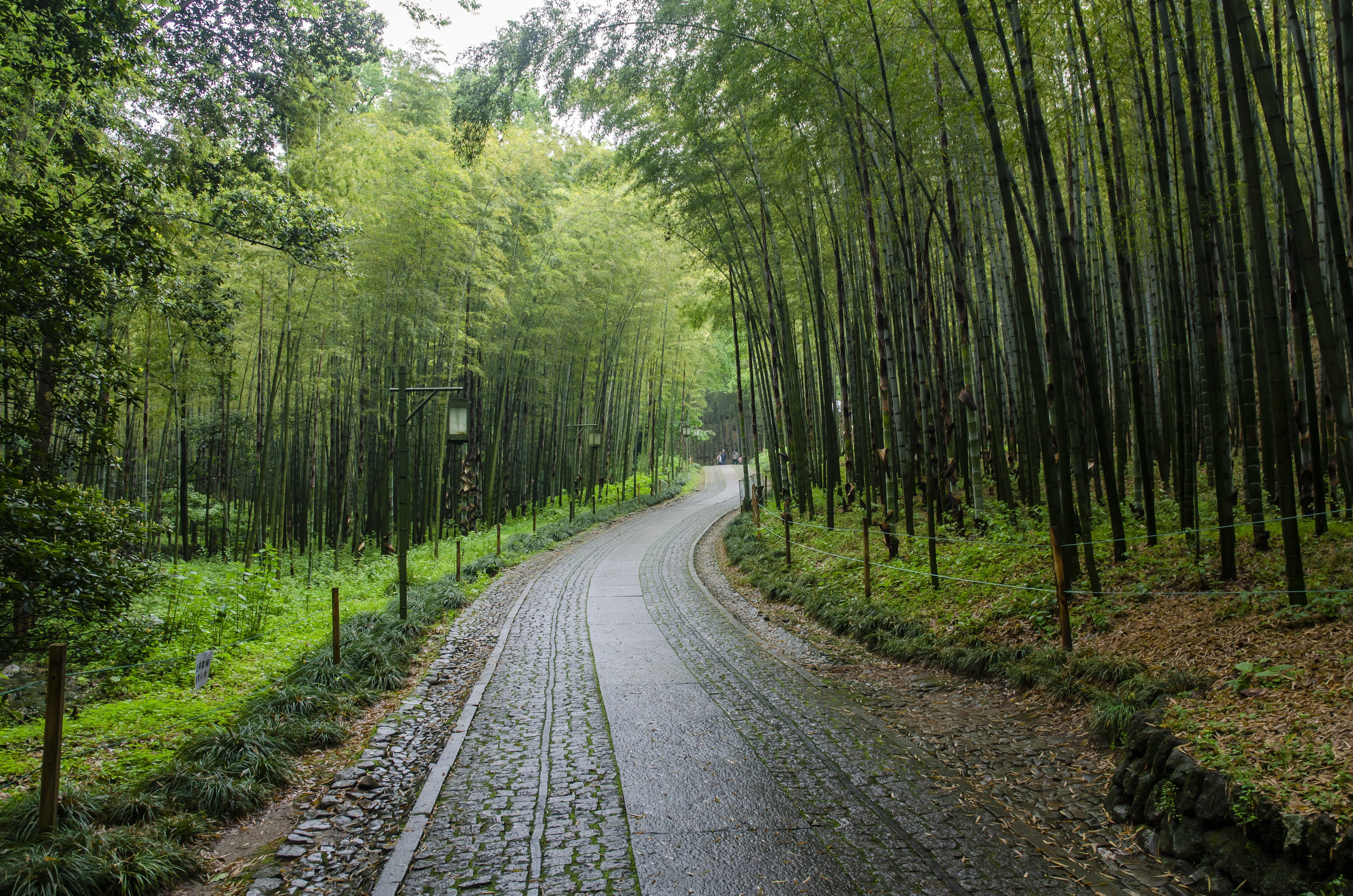 transportation, tranquility, diminishing perspective, vanishing point, bamboo - plant, hangzhou, green, nature, day, non-urban scene, green color, road, HD Wallpaper