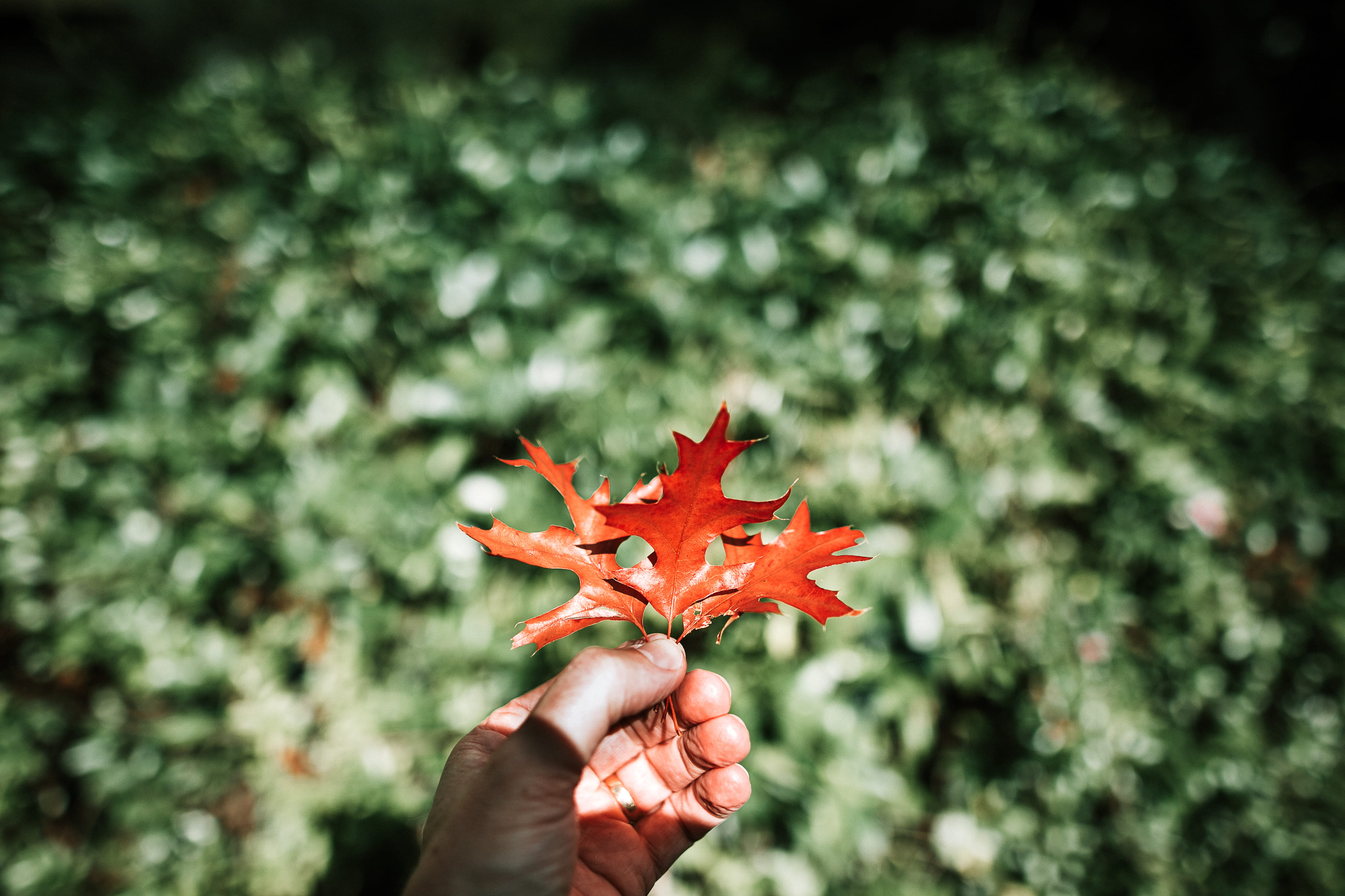 human limb, focus, trinity, plant part, real people, autumn, hand, photo, change, orange, maple, potted plant, 4K, selective, person, unrecognizable person, HD Wallpaper