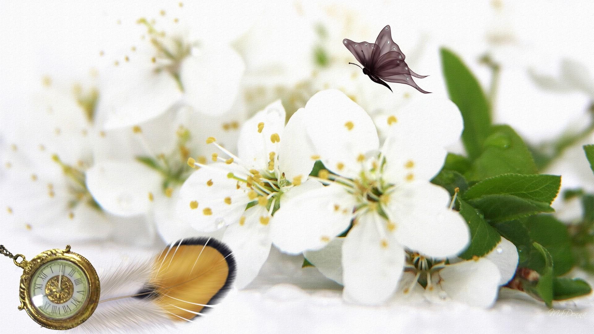 feather, time, flowers, 1080P, butterfly, 3d and abs, blooms, blossom, cherry, vintage, watch, firefox persona, apple, sakura, HD Wallpaper