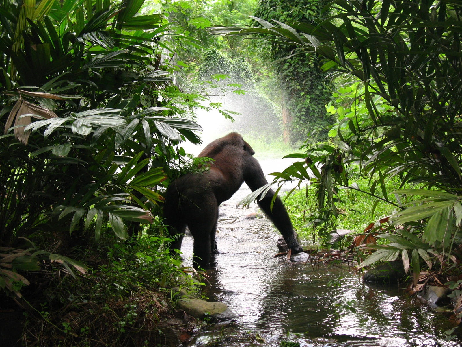 powerful, forest, Gorilla, stream, wildlife, animal themes, beast, green color, silverback, strong, waiting, africa, big, waterfront, leaf, body, day, primate, HD Wallpaper