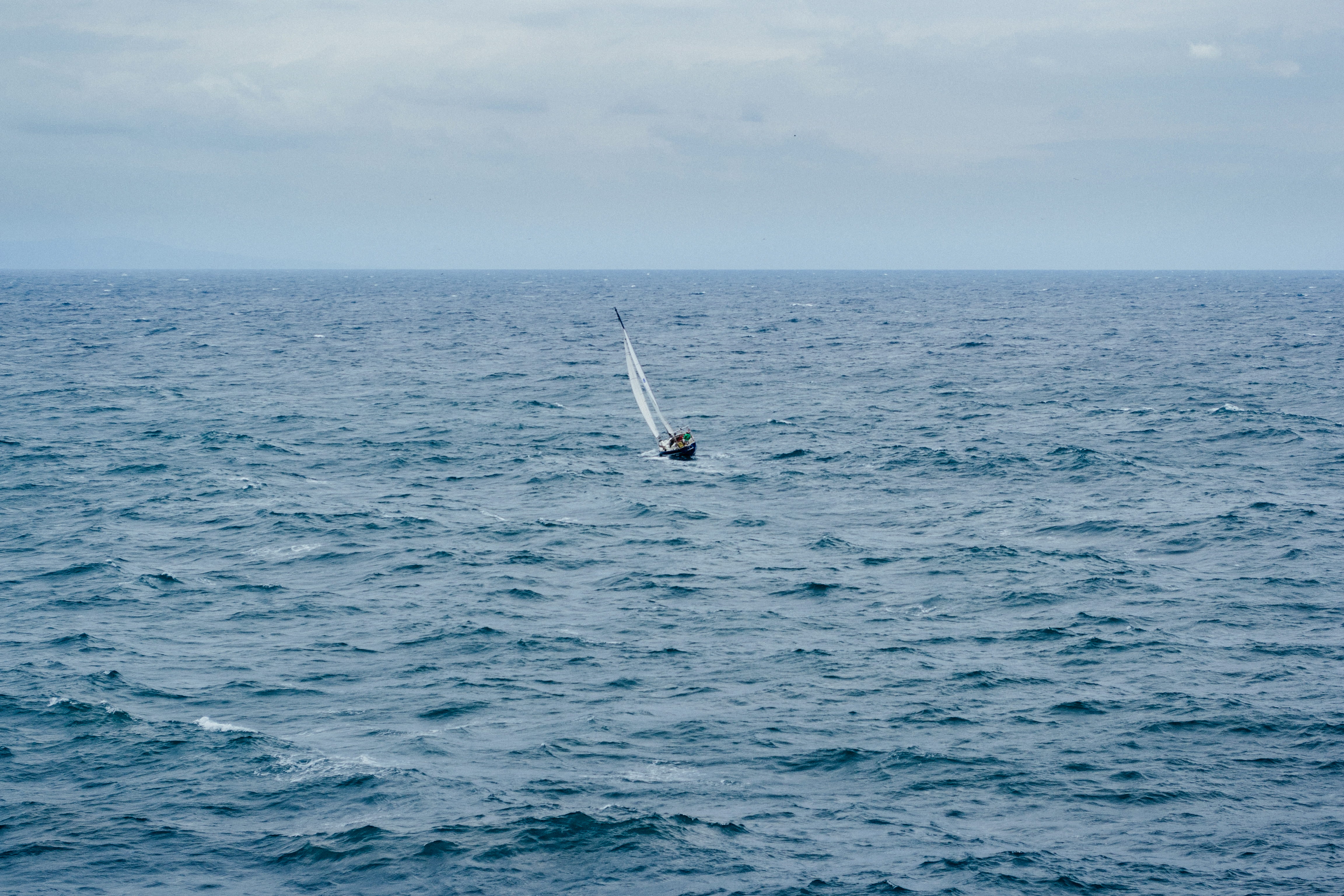 mammal, summer, day, seascape, sea, waves, recreation, underwater, scenics - nature, sea life, watercraft, sailboat, marine, beauty in nature, animal themes, HD Wallpaper