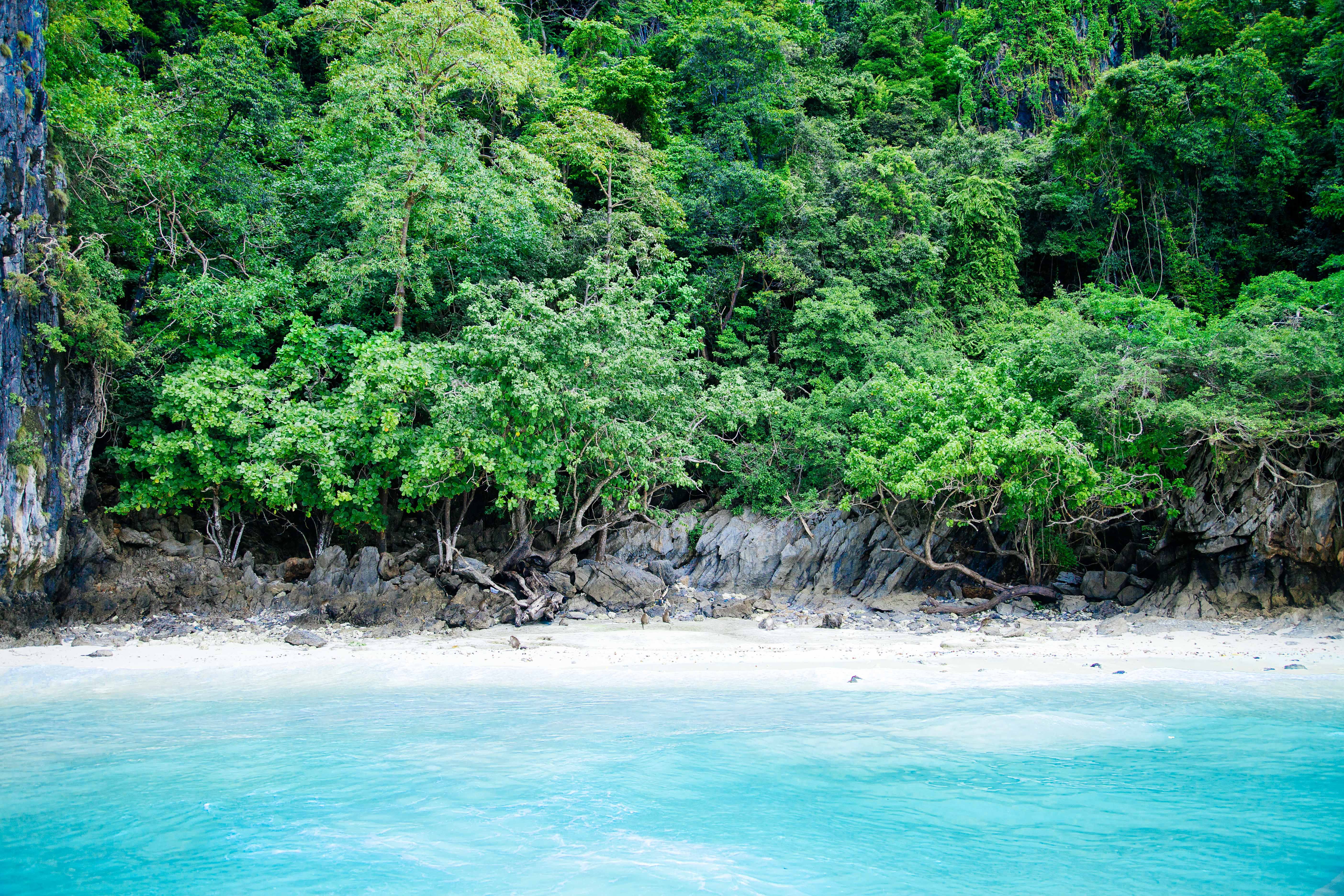 beach, plant, outdoors, idyllic, waterfront, no people, tree, forest, island, water, trees, land, tranquility, greenery, cliff, lagoon, 5K, beauty in nature, HD Wallpaper