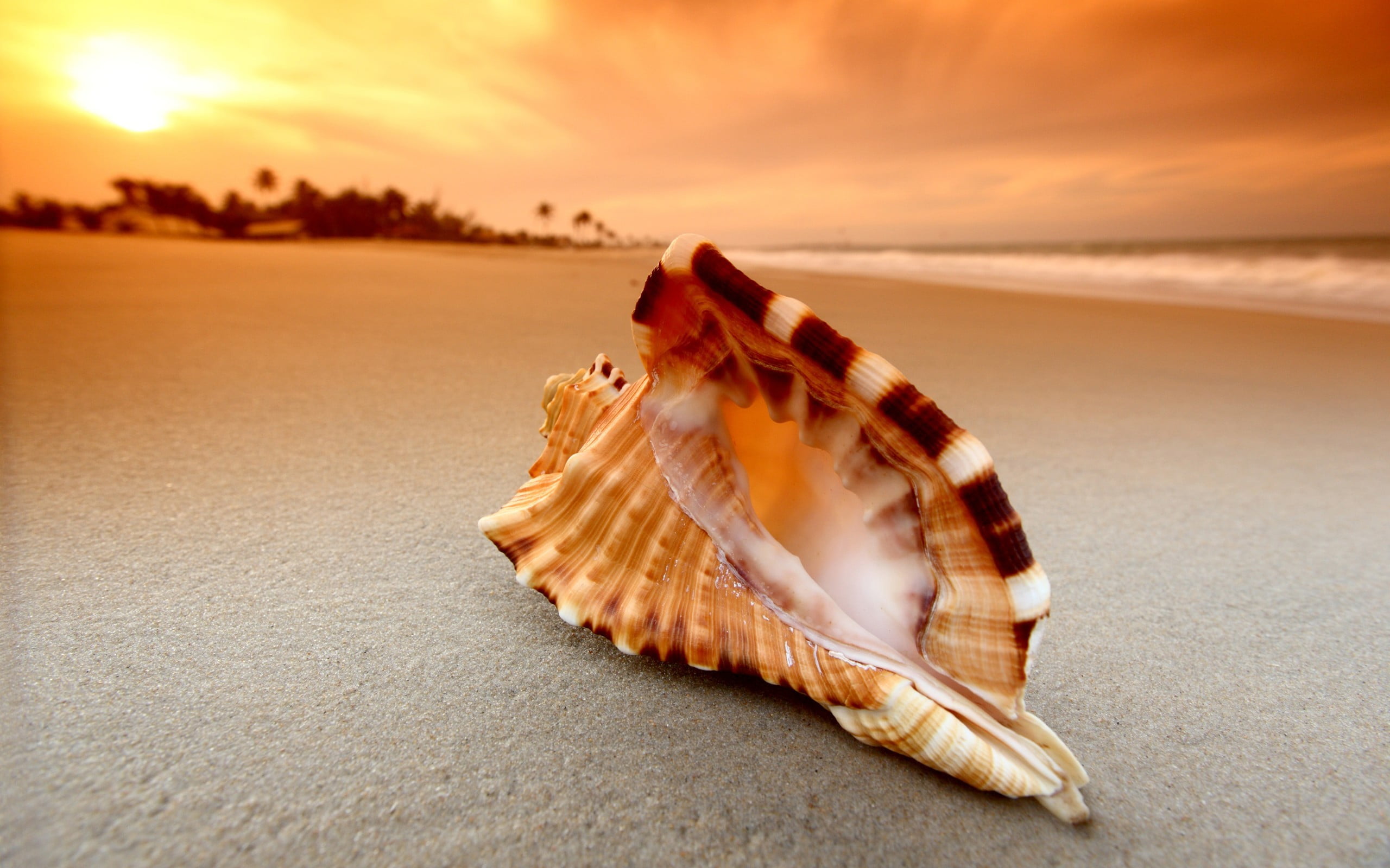 no people, shell, nature, sand, scenics - nature, cloud - sky, beach, outdoors, sea, water, tranquil scene, animal shell, marine, starfish, animal wildlife, HD Wallpaper
