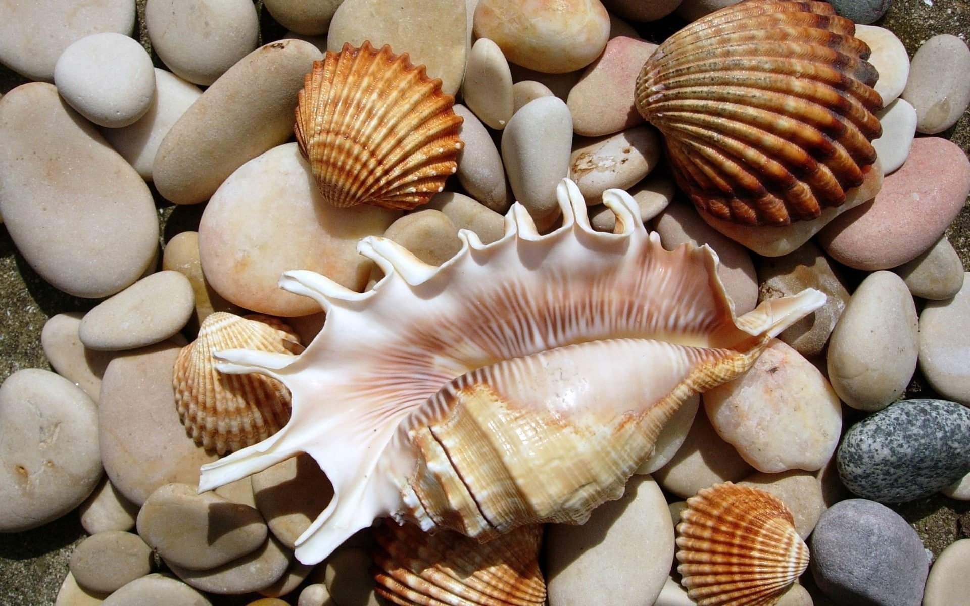 stones, seashell, seashells, 1080P, HD Wallpaper