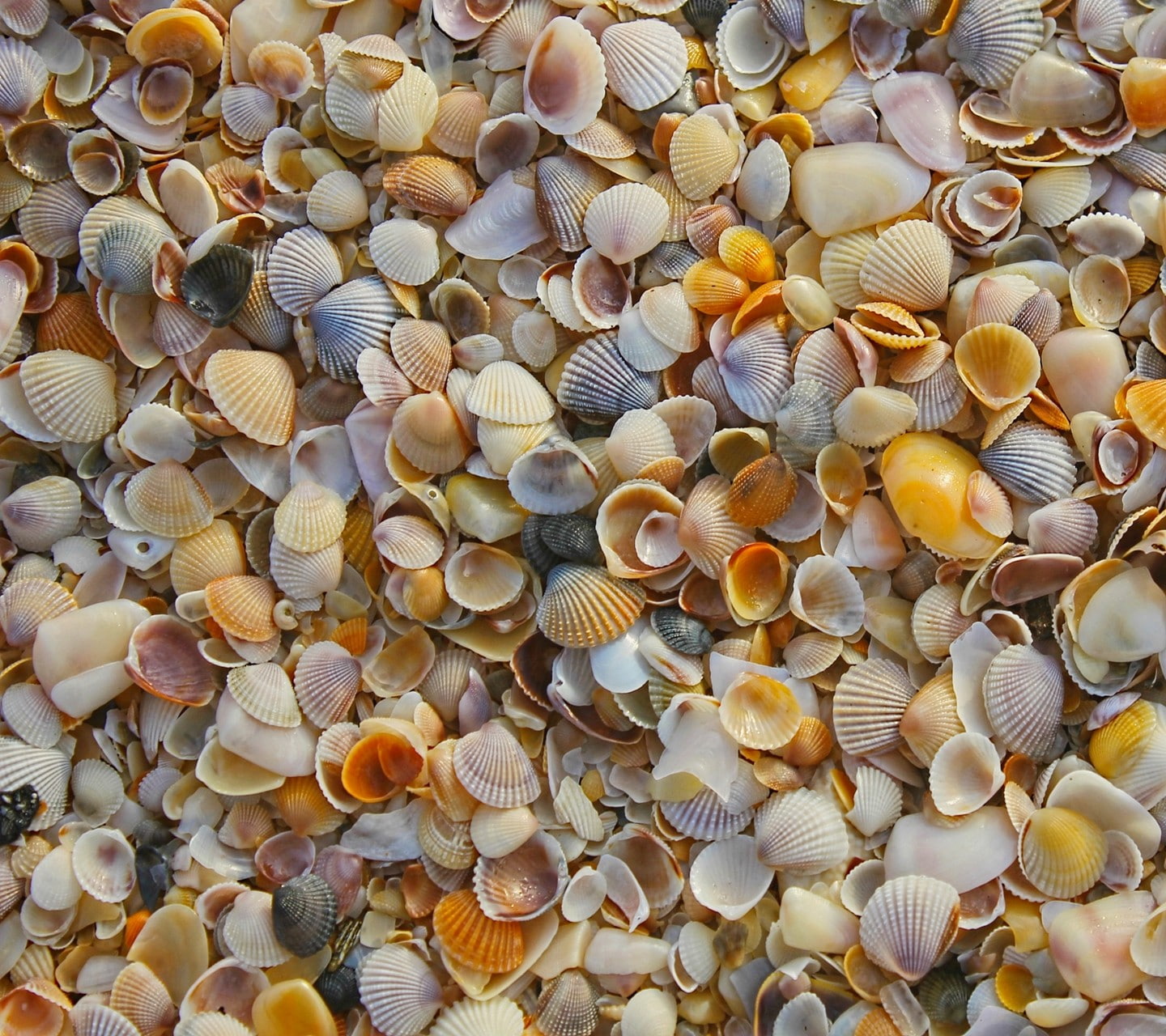 720P, shell, full frame, choice, animal themes, animal, outdoors, no people, pattern, nature, variation, large group of objects, high angle view, backgrounds, HD Wallpaper