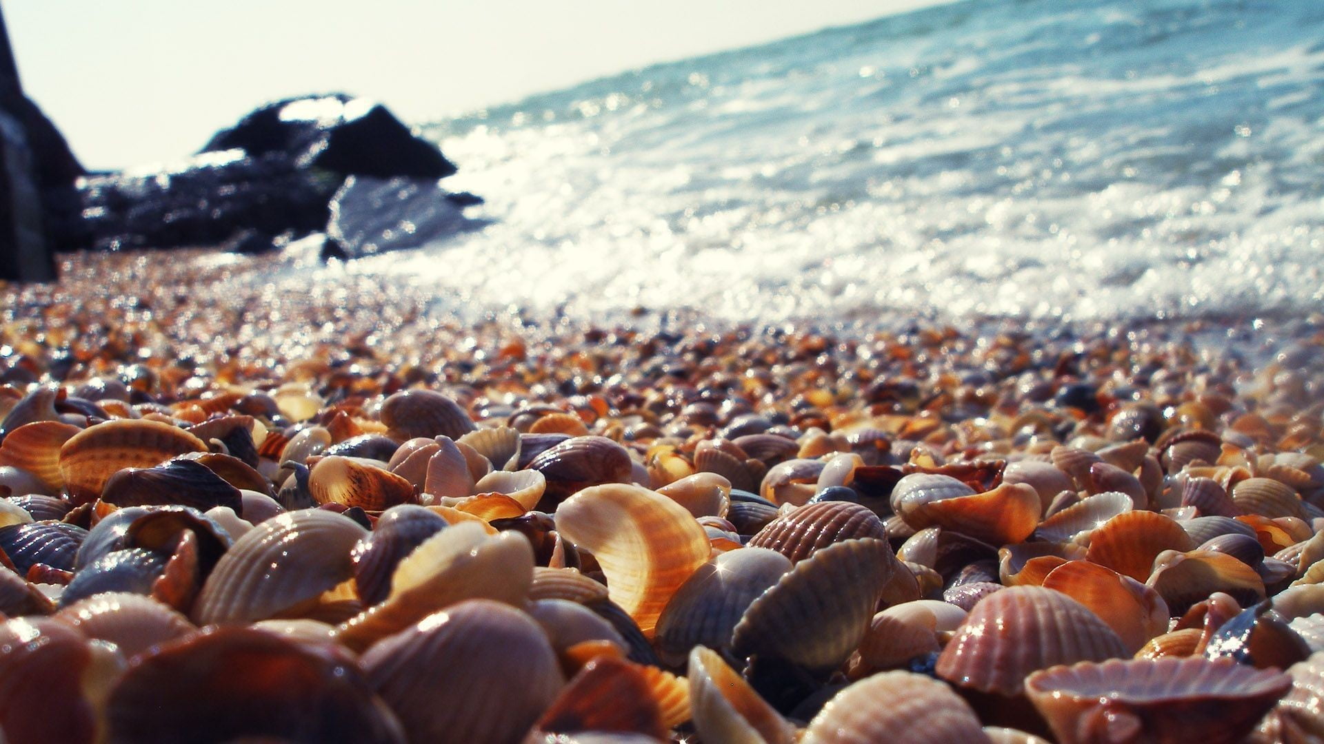 clam, seashell, beach, day, macro, pebble, solid, water, selective focus, beauty in nature, land, stone, blurred, sky, lot, outdoors, 1080P, large group of objects, HD Wallpaper