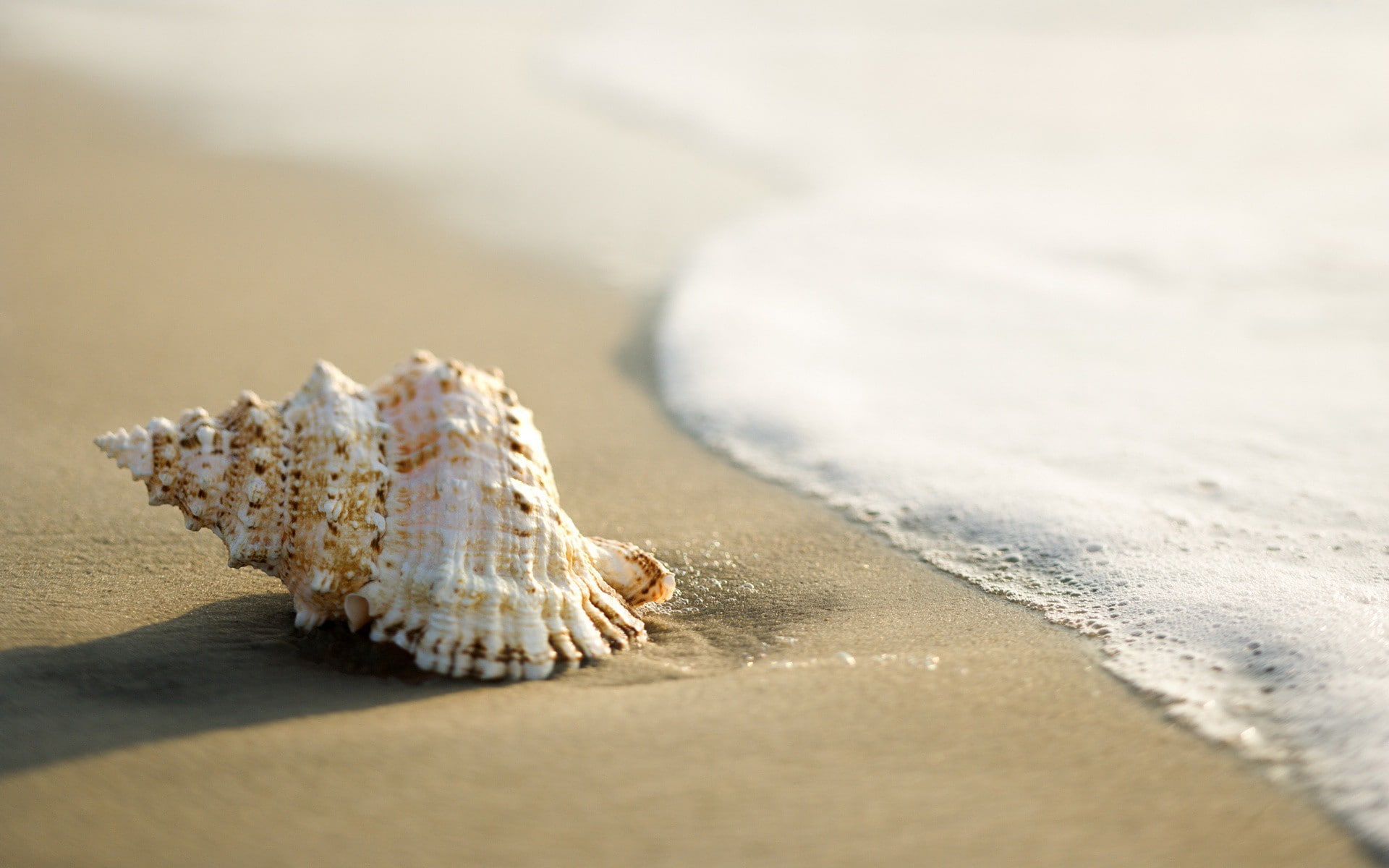 sand, beach, nature, 1080P, coast, seashells, HD Wallpaper