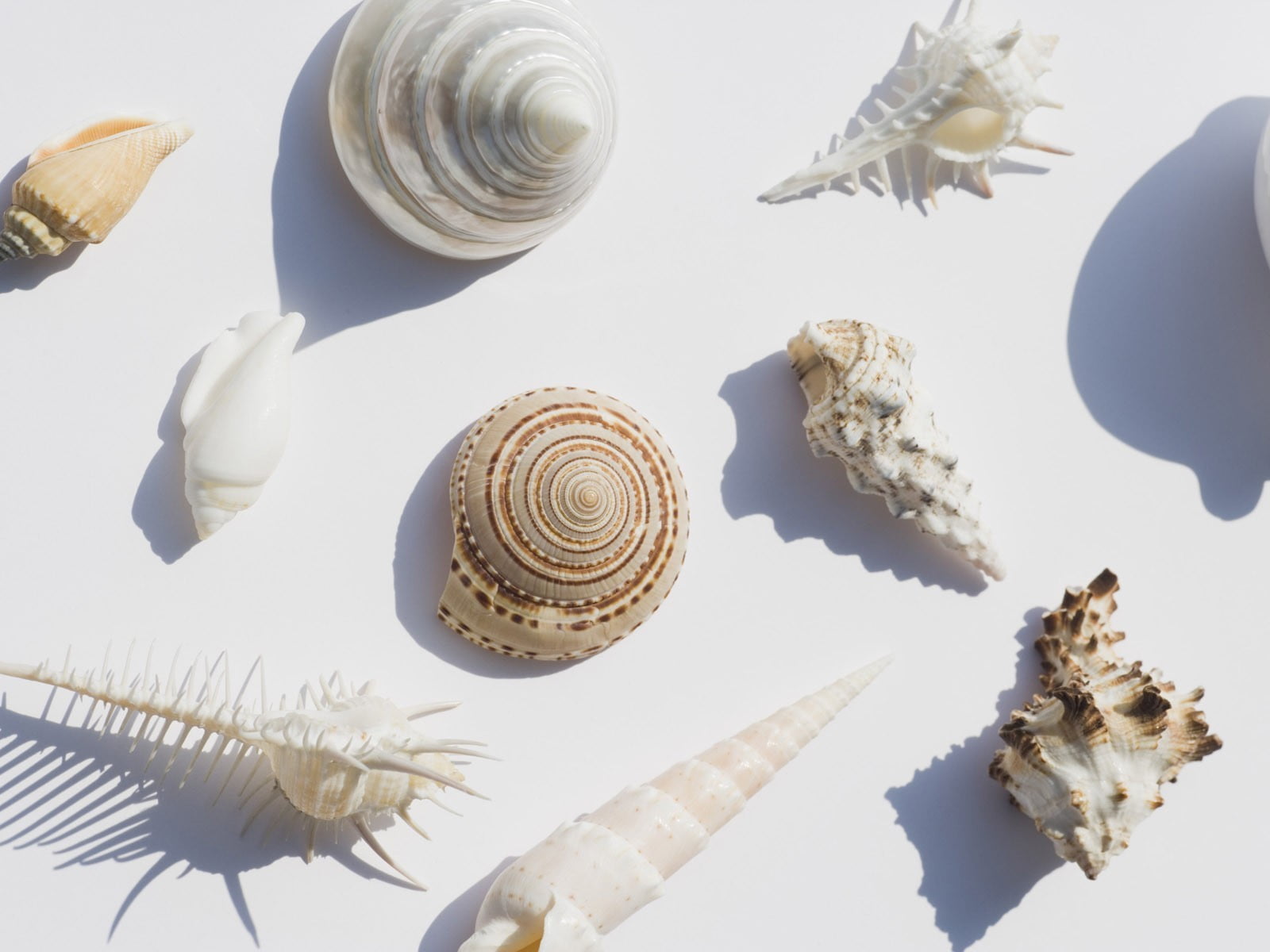 decor, shell, digital composite, snail, group of animals, animal themes, floral, white, close-up, invertebrate, indoors, nature, 720P, choice, animal wildlife, HD Wallpaper