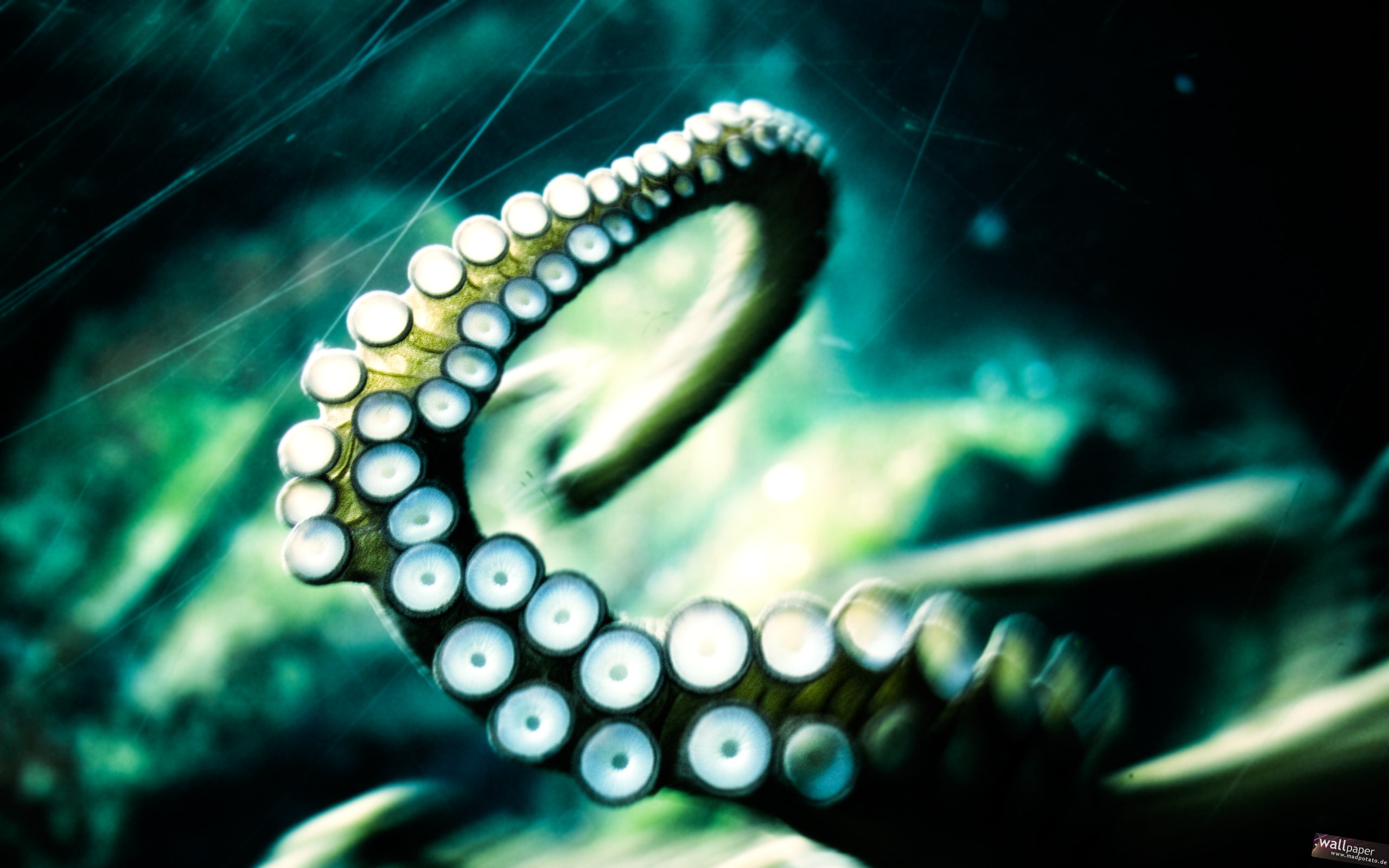 kraken, release, 2K, HD Wallpaper
