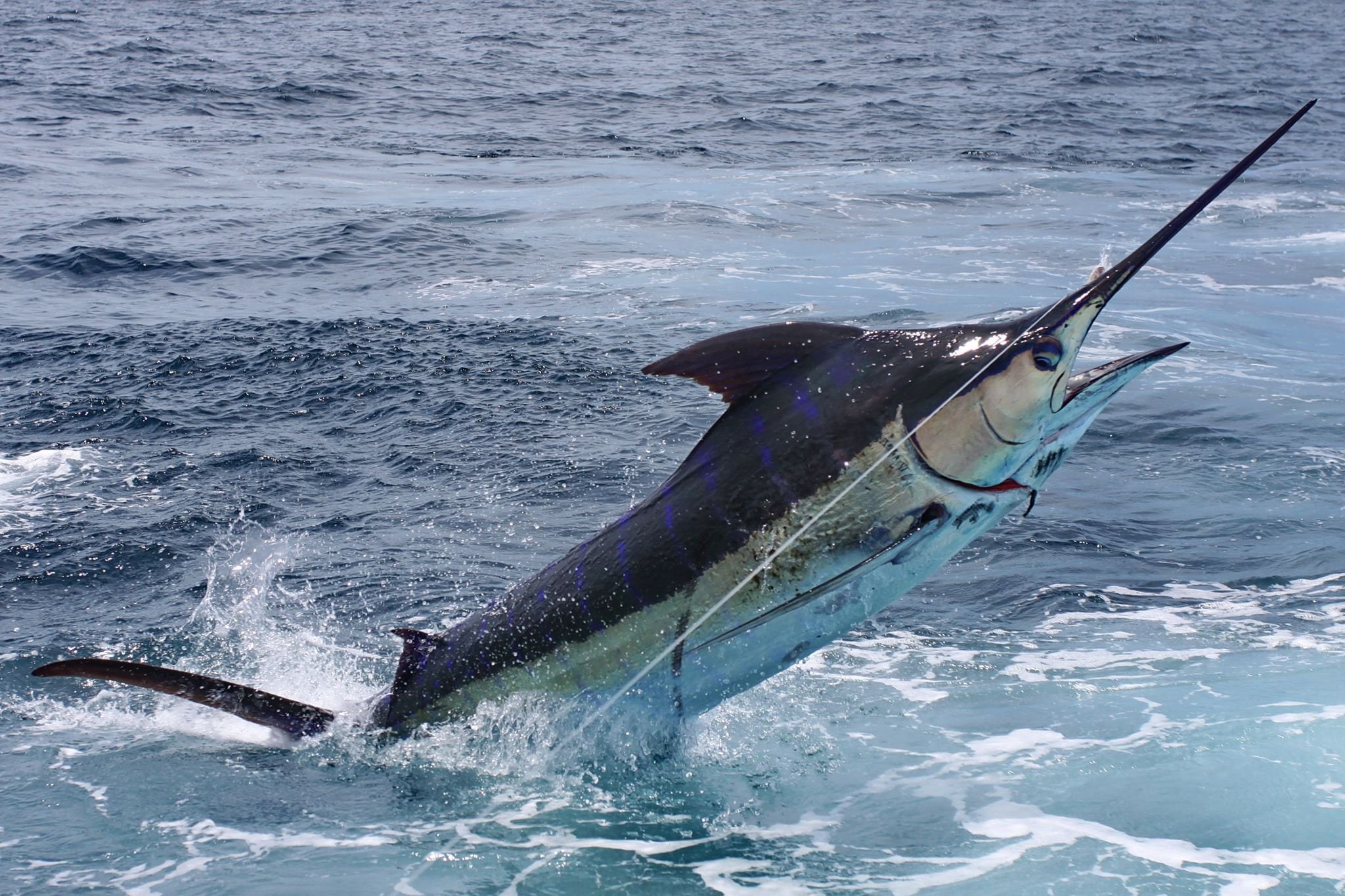 sea, marlin, battle, water, 1080P, fishes, ocean, fish, sport, fishing, HD Wallpaper