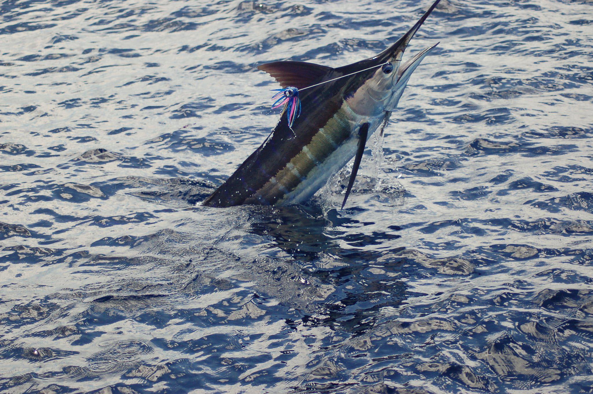 blue, marlin, ocean, image, sport, fish, 1080P, fishes, bass, battle, fishing, gallery, sea, HD Wallpaper