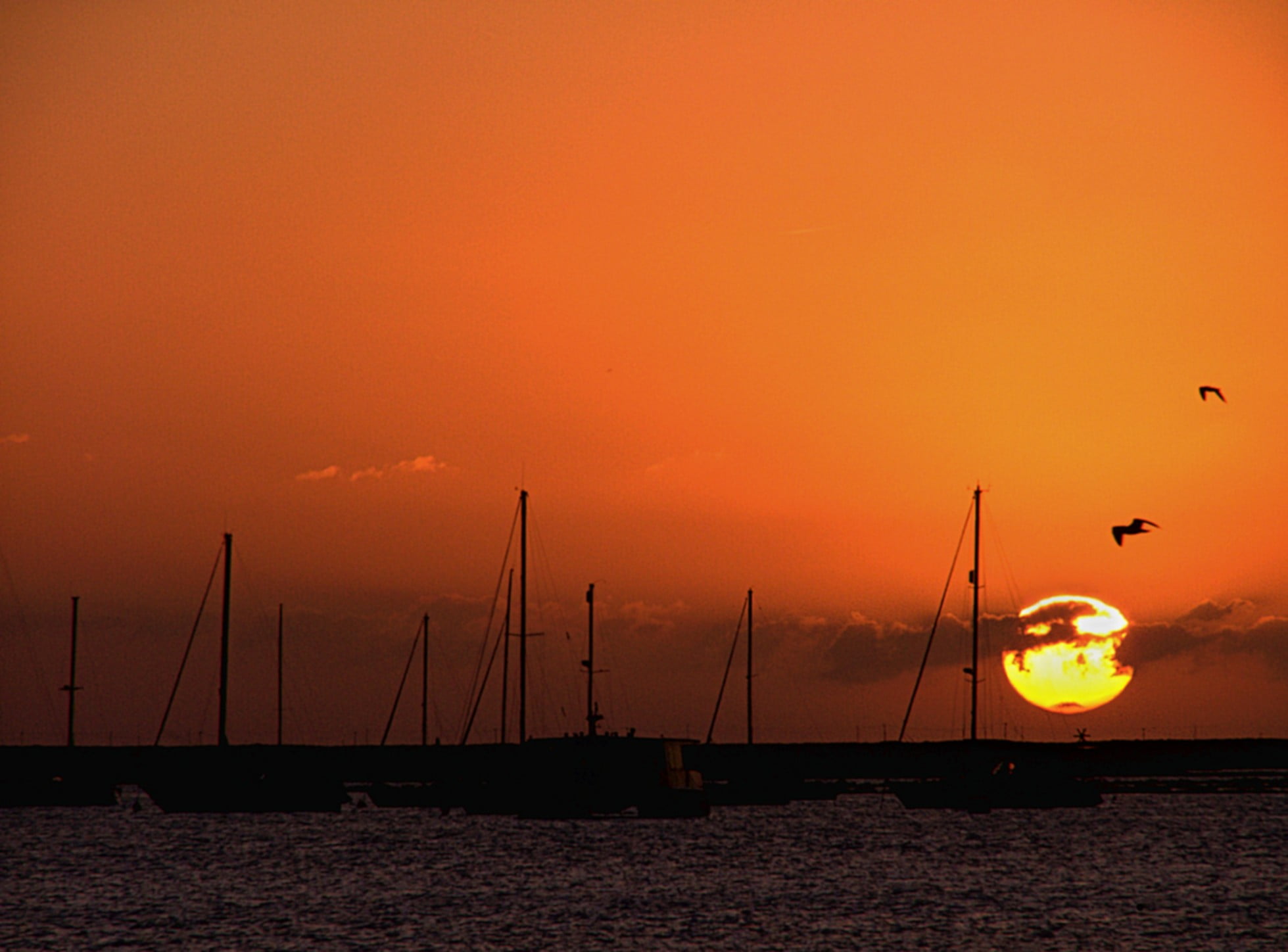 brown, tranquil scene, silhouette, bird, sailing, scenics - nature, beauty in nature, sun, sky, 1080P, orange color, nautical vessel, black, birds, sunlight, HD Wallpaper