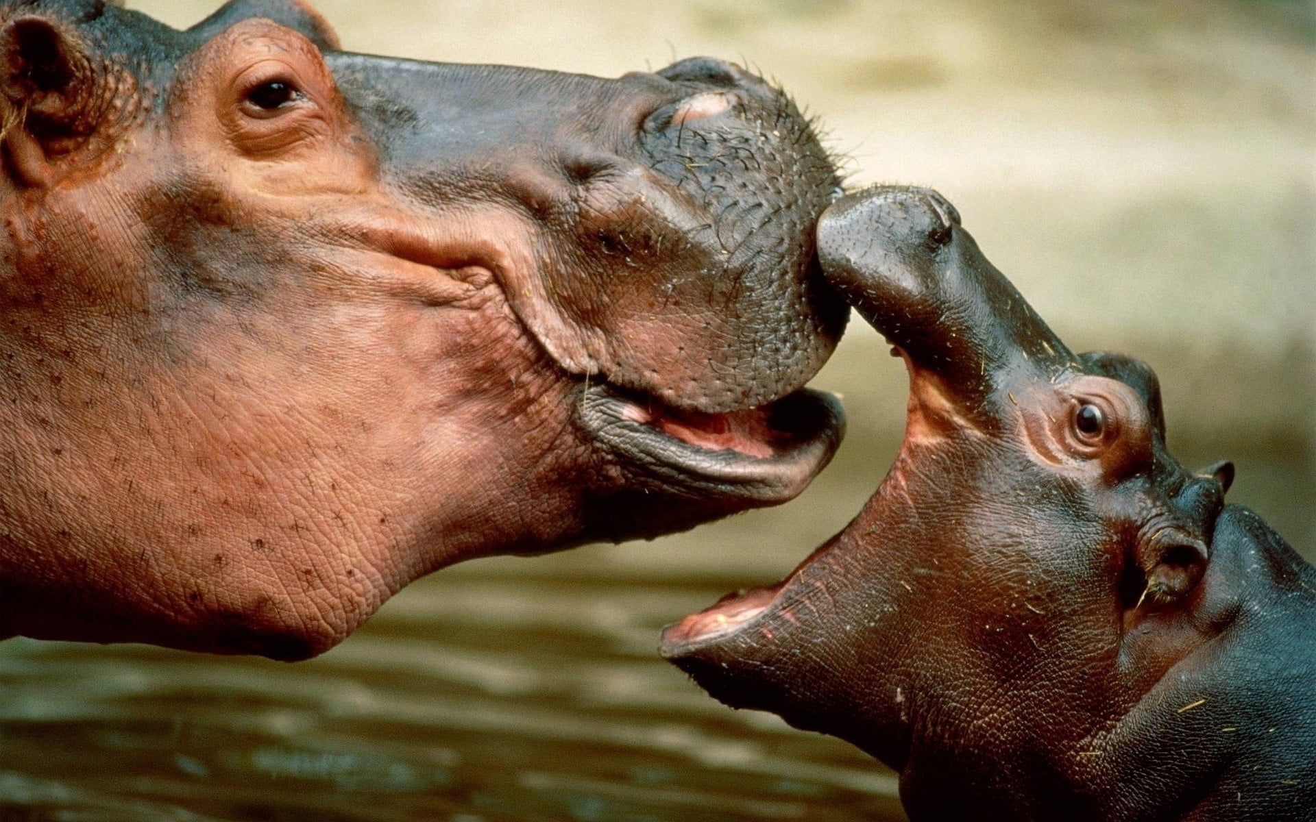 1080P, close-up, mammal, animal head, nature, water, animals in the wild, no people, animal wildlife, muzzles, hippos, hippopotamuses, animal, animal themes, HD Wallpaper