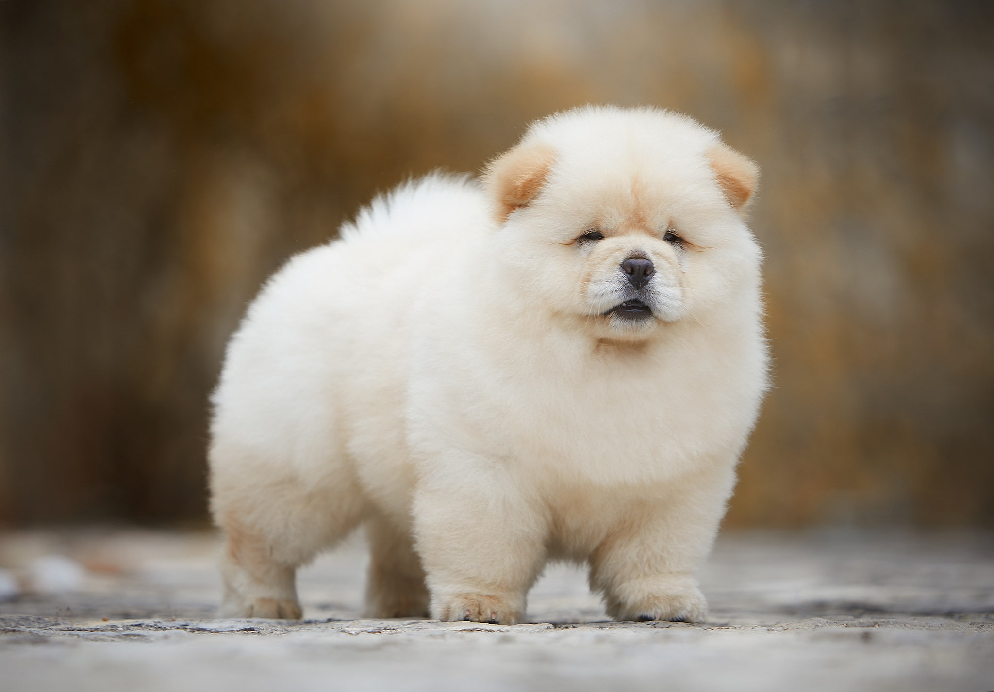 ball, light, 1080P, ears, white, fluffy, background, puppy, Chow, dog, baby, muzzle, HD Wallpaper