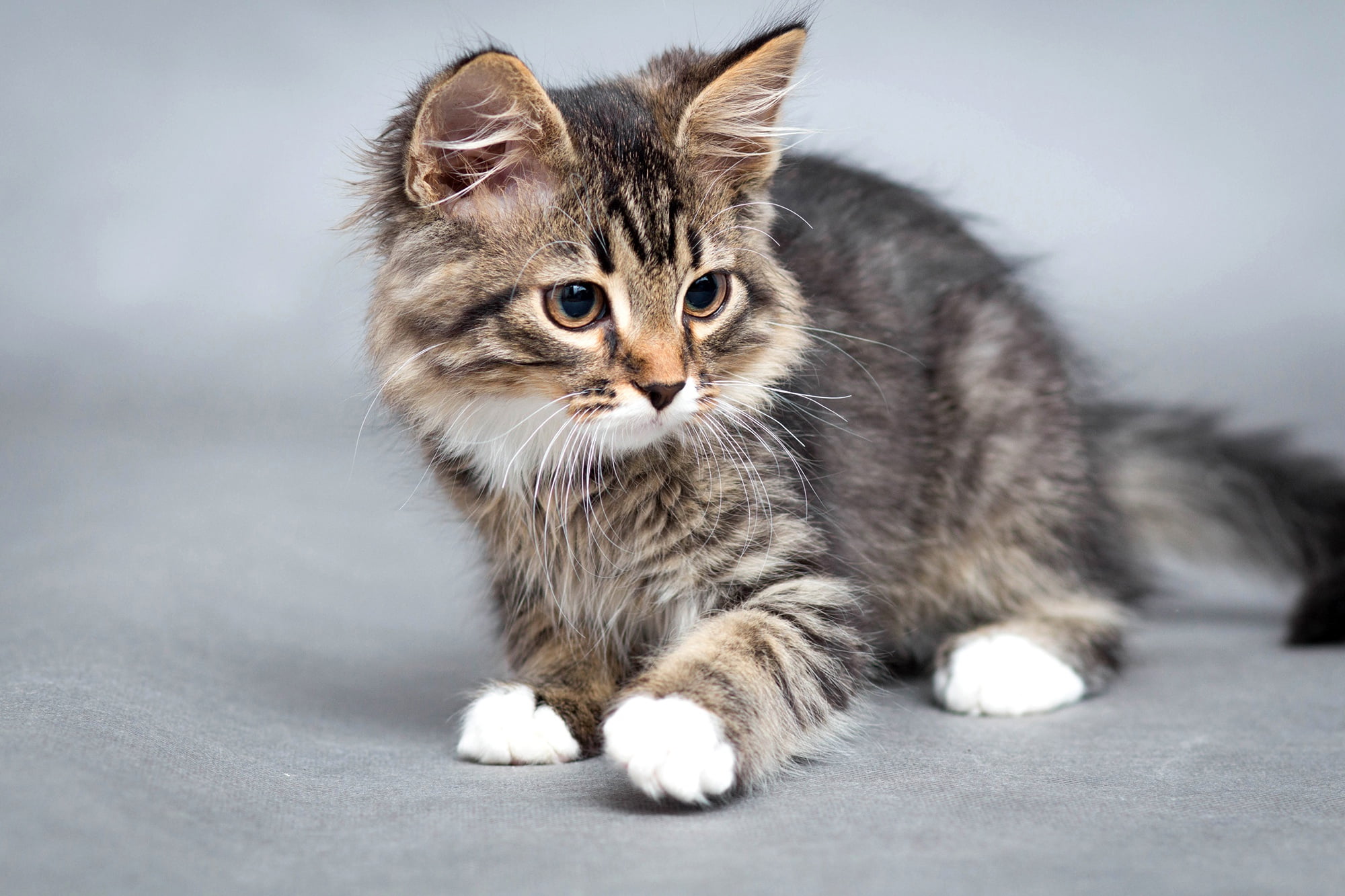 1080P, muzzle, bokeh, kitty, background, cat, HD Wallpaper