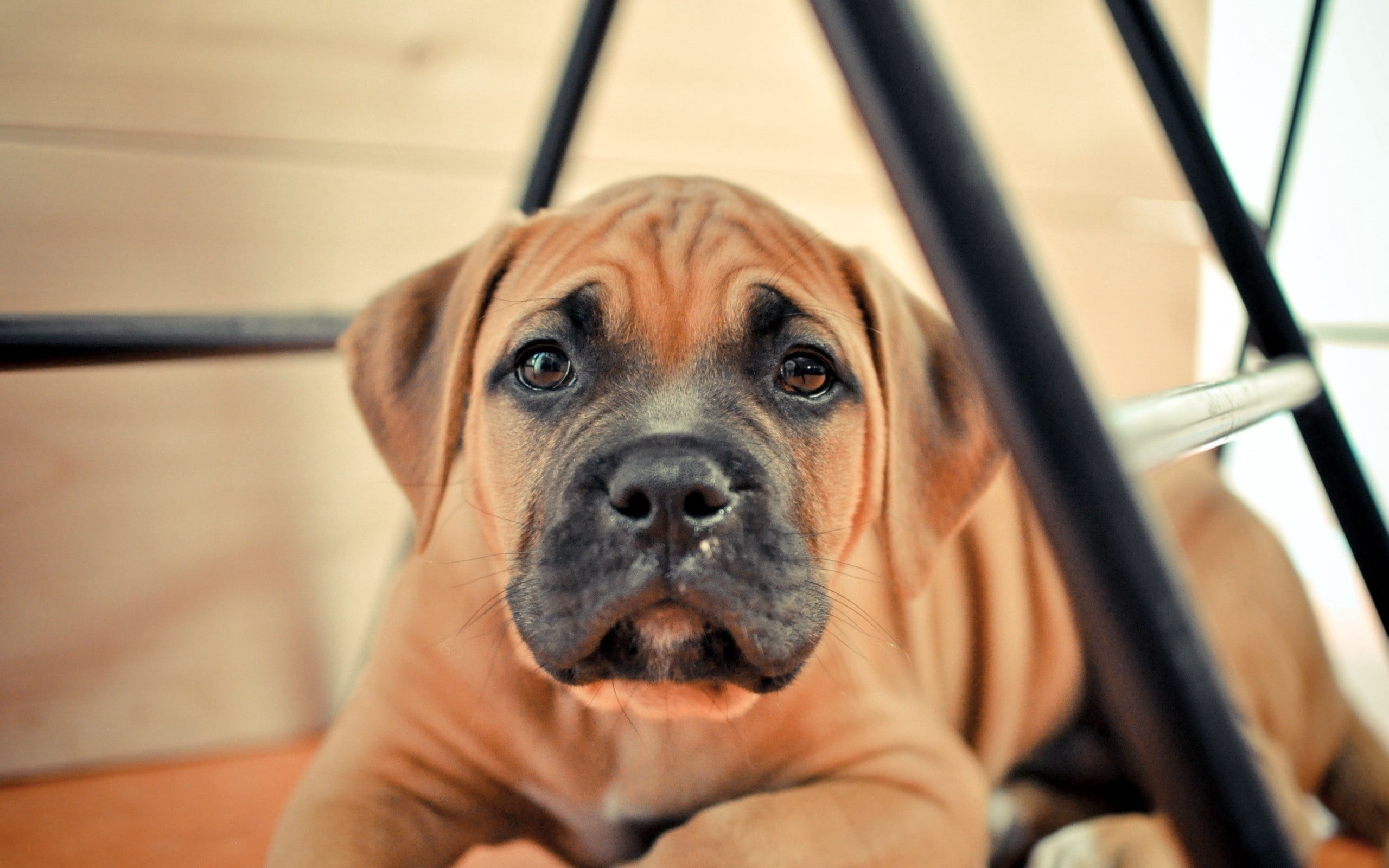 sitting, mammal, friendship, canine, purebred Dog, day, portrait, boerboel, muzzle, tan, looking, close-up, one Animal, puppy, animal body part, snout, HD Wallpaper