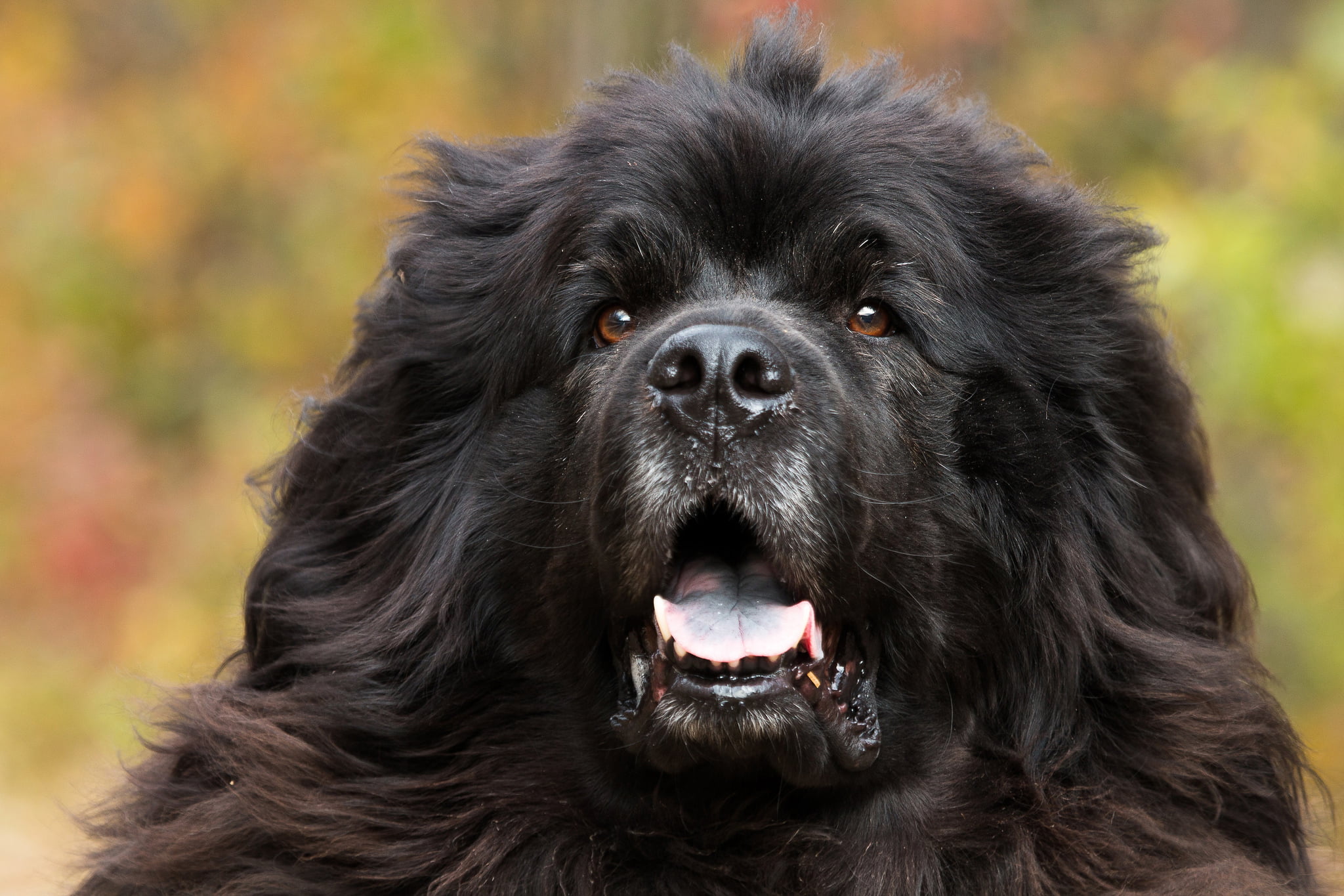 purebred Dog, day, animal themes, vertebrate, domestic Animals, focus on foreground, animal Nose, animal Tongue, canine, black Color, mammal, nature, short, HD Wallpaper