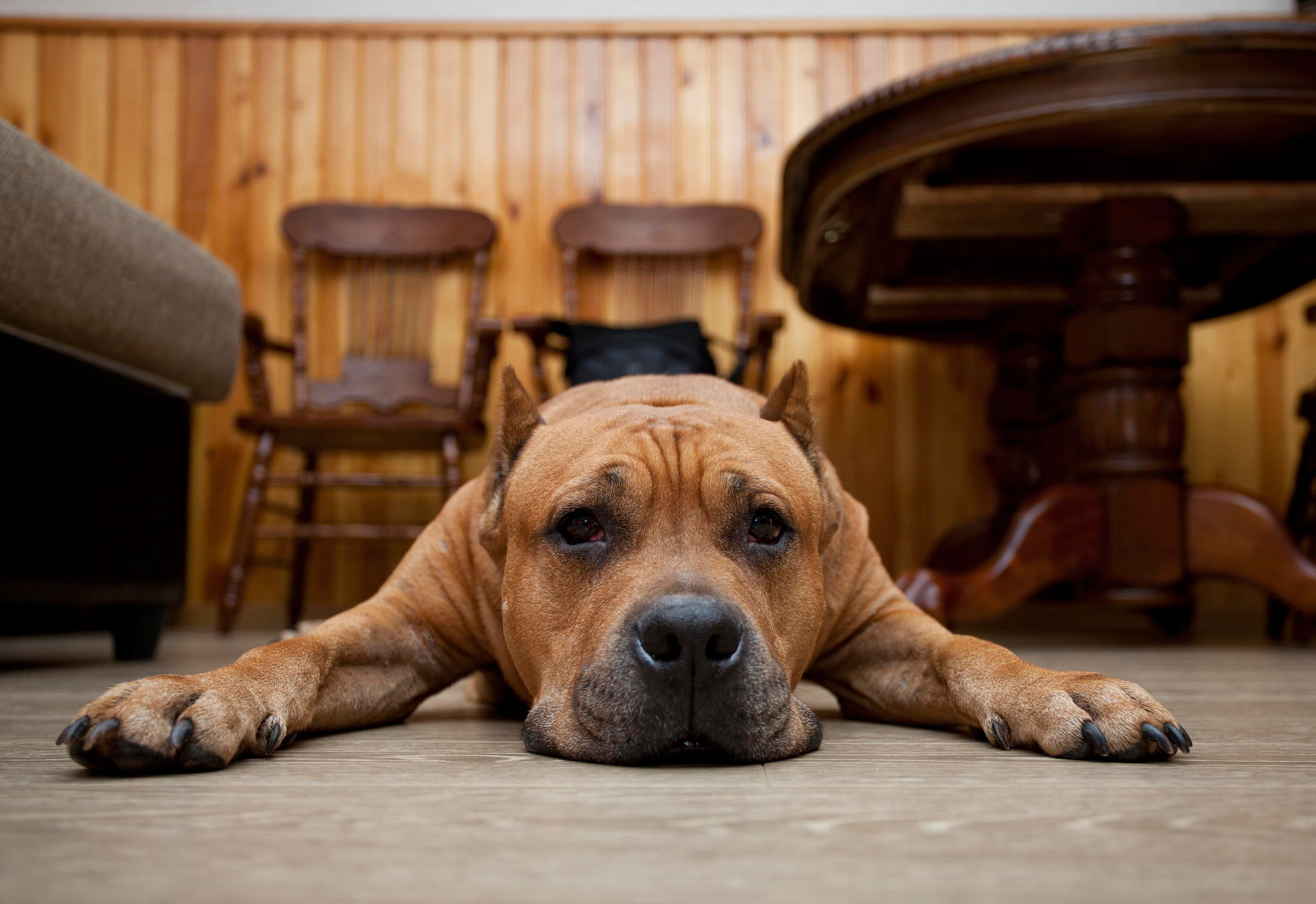 1080P, canine, pets, brown, animal, tired, american, flooring, wood - Material, bully, puppy, mammal, purebred Dog, cute, lie, surface level, hopelessness, HD Wallpaper