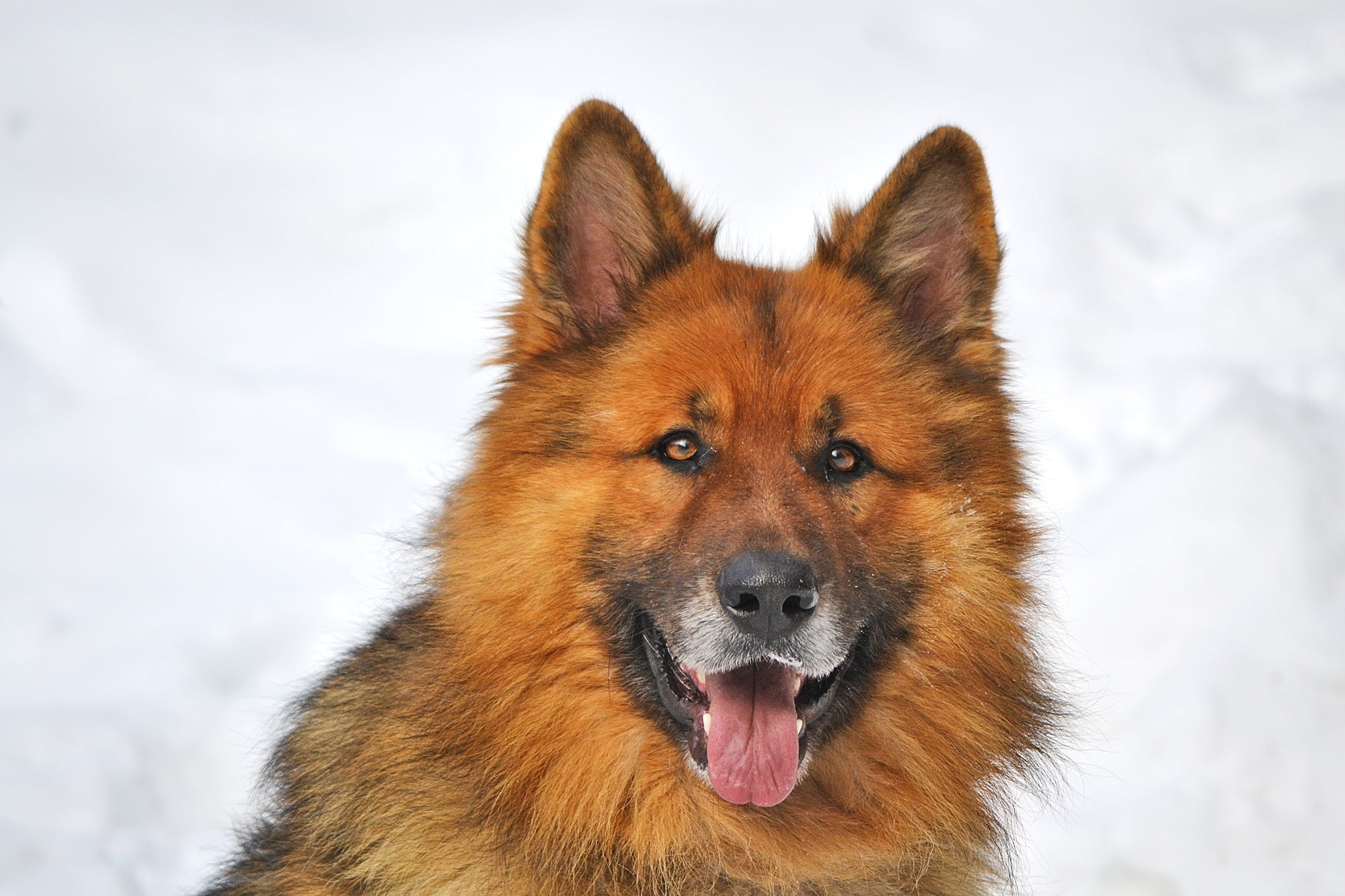 animal mouth, cute, mouth open, adult, alertness, mouth, dog, winter, animal themes, german Shepherd, vertebrate, tan, domestic Animals, white, sheepdog, HD Wallpaper
