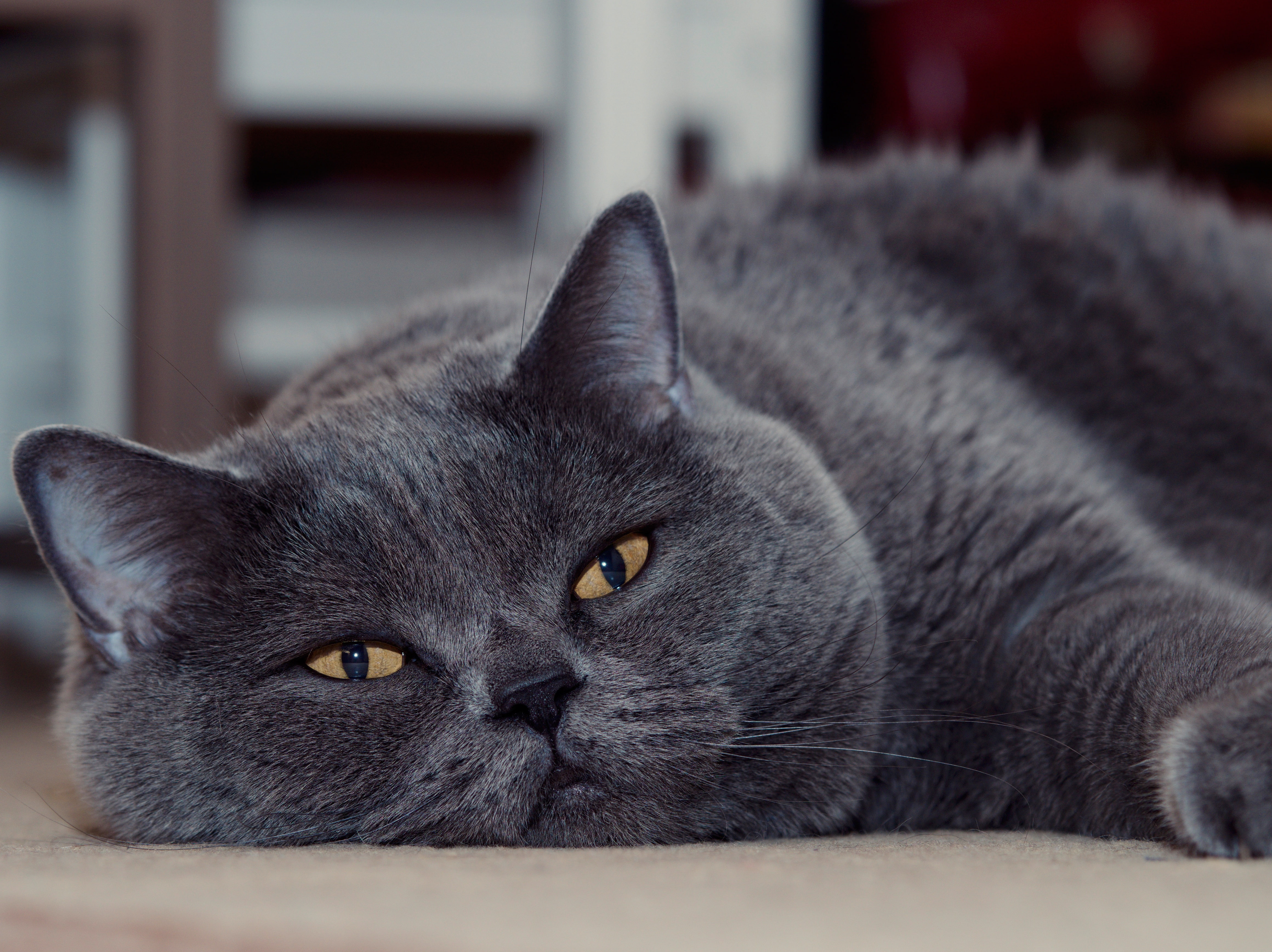 4K, muzzle, British Shorthair, Kote, cat, kotofey, look, HD Wallpaper