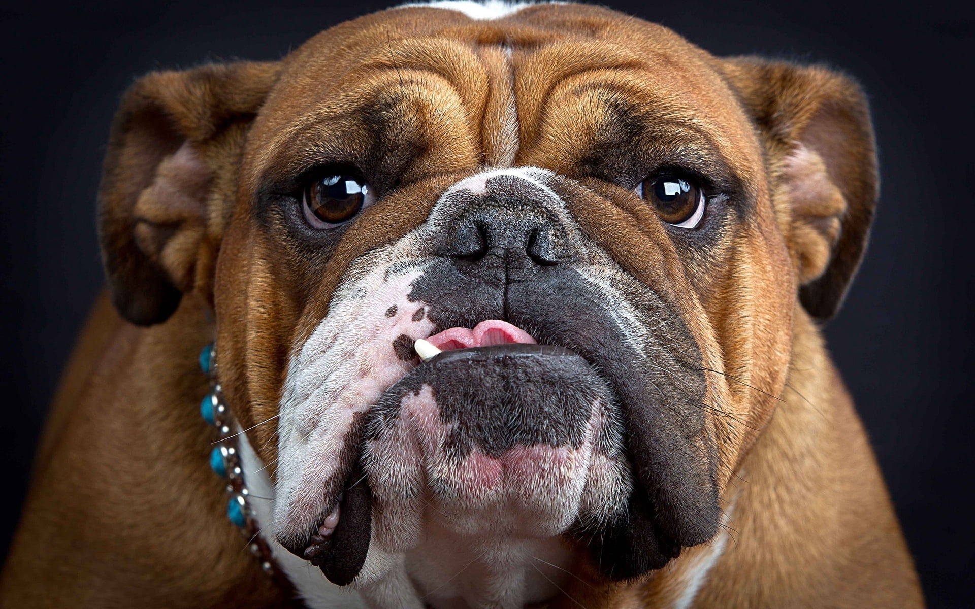one Animal, animal tongue, portrait, thick, mammal, puppy, looking, animals And Pets, boxer, humor, 1080P, domestic, studio Shot, brown, snout, animal mouth, HD Wallpaper
