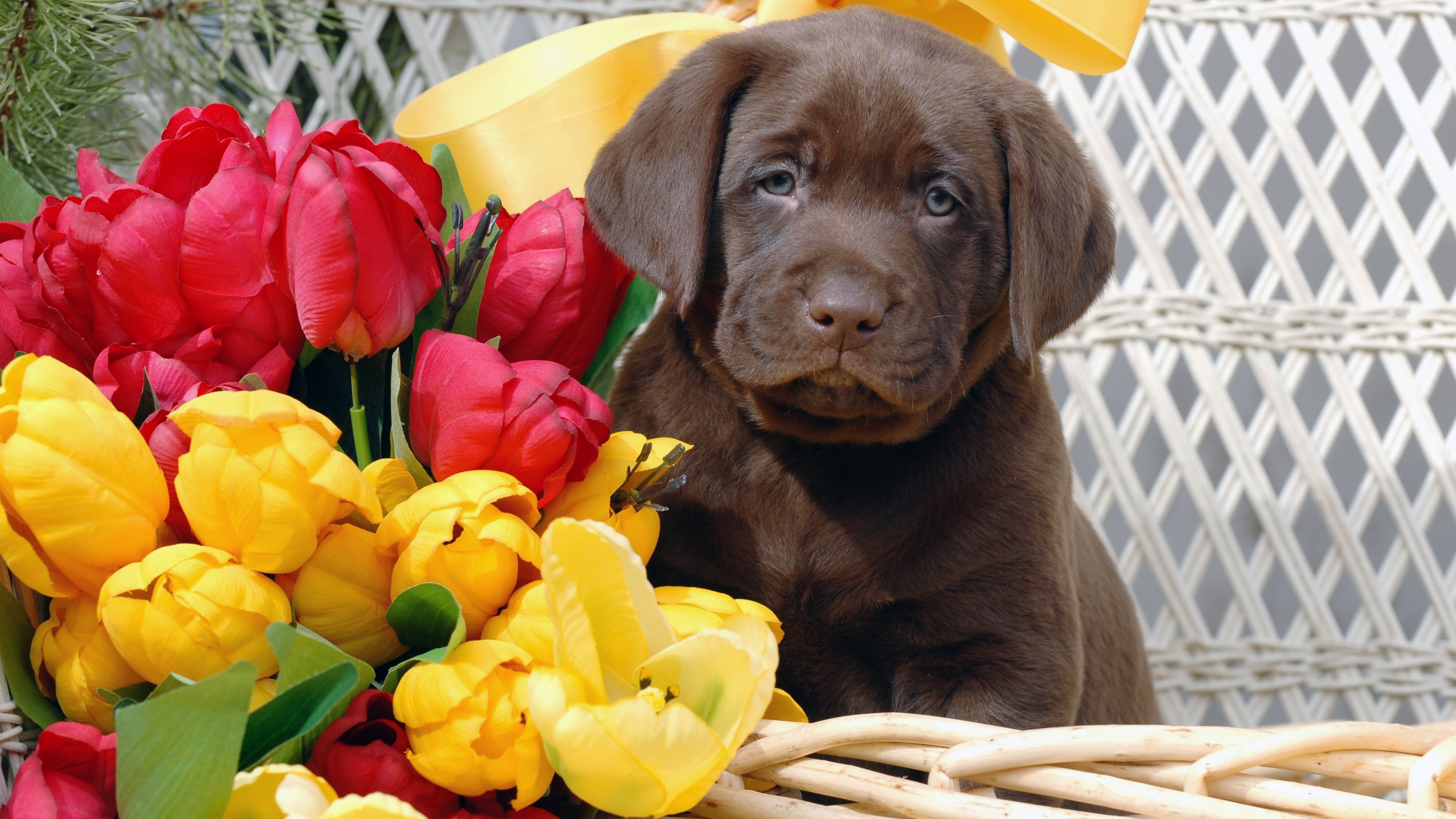 animal head, beauty in nature, sad chesapeake bay retriever puppy dog image, flowering plant, mammal, one animal, animal themes, domestic, fragility, vertebrate, HD Wallpaper