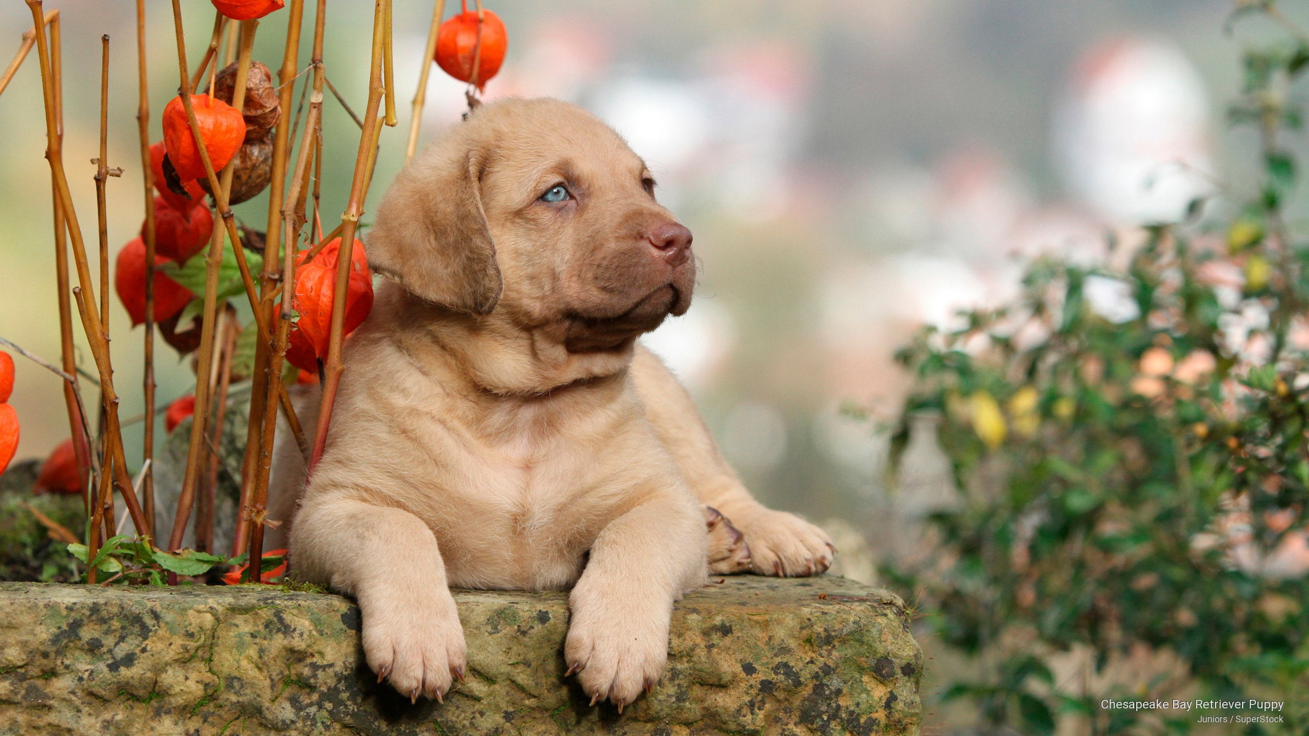 2K, Dogs, chesapeake, bay, puppy, retriever, HD Wallpaper