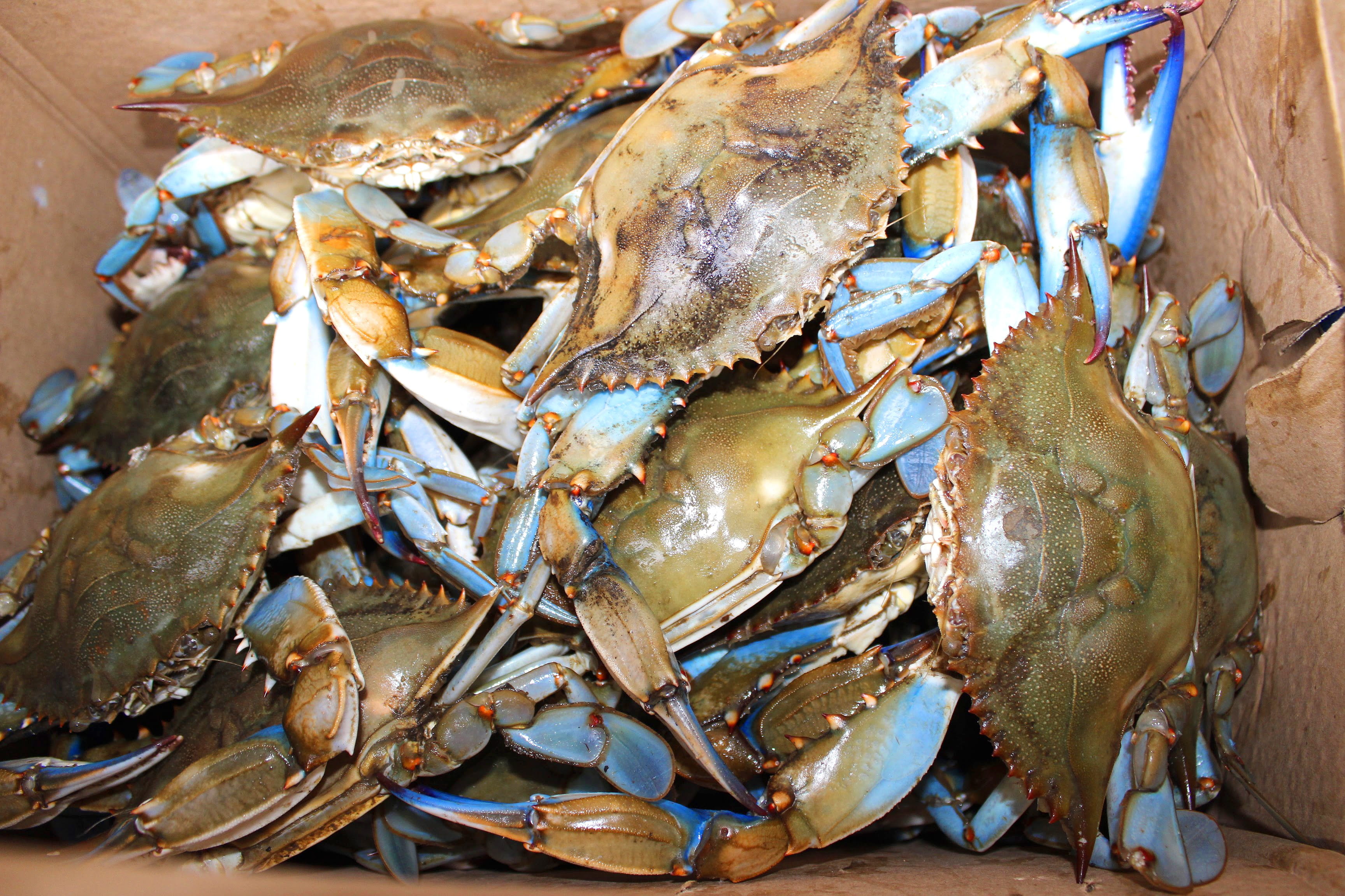 no people, food and drink, maryland, blue crab, for sale, crab - seafood, raw food, animal, seafood, vertebrate, animal wildlife, high angle view, market, HD Wallpaper